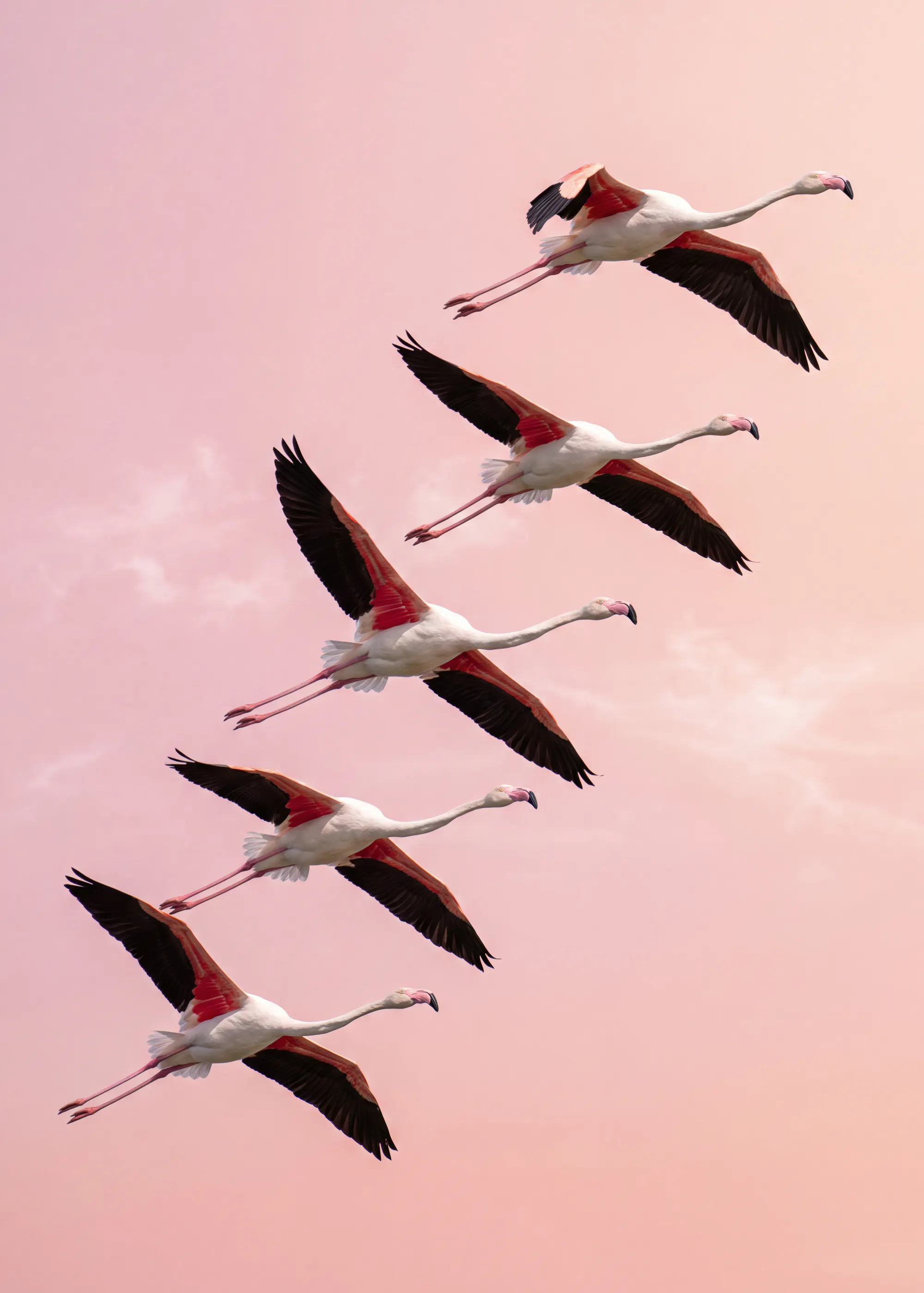 Lentävät Flamingot Juliste 0