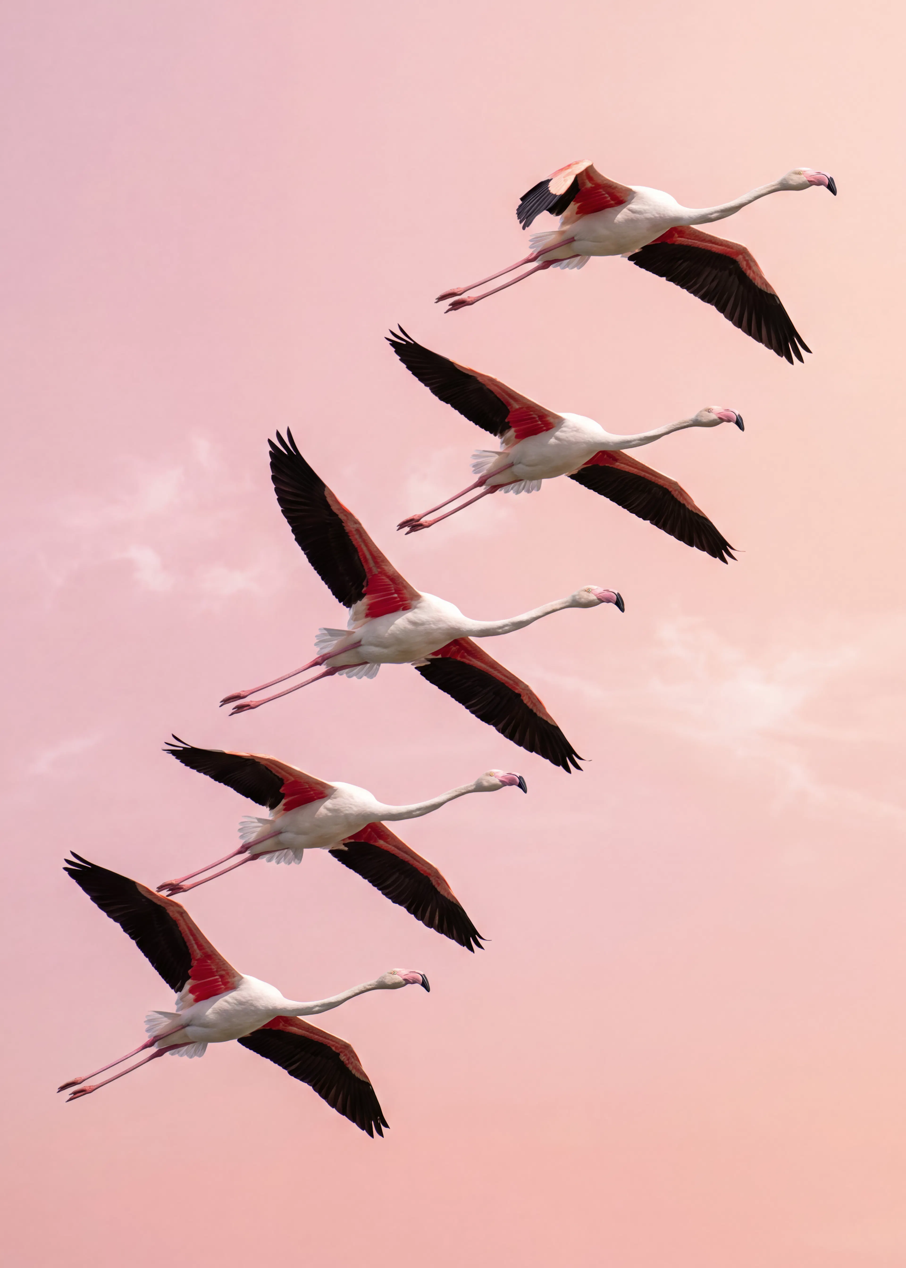 Flying Flamingos Poster 0