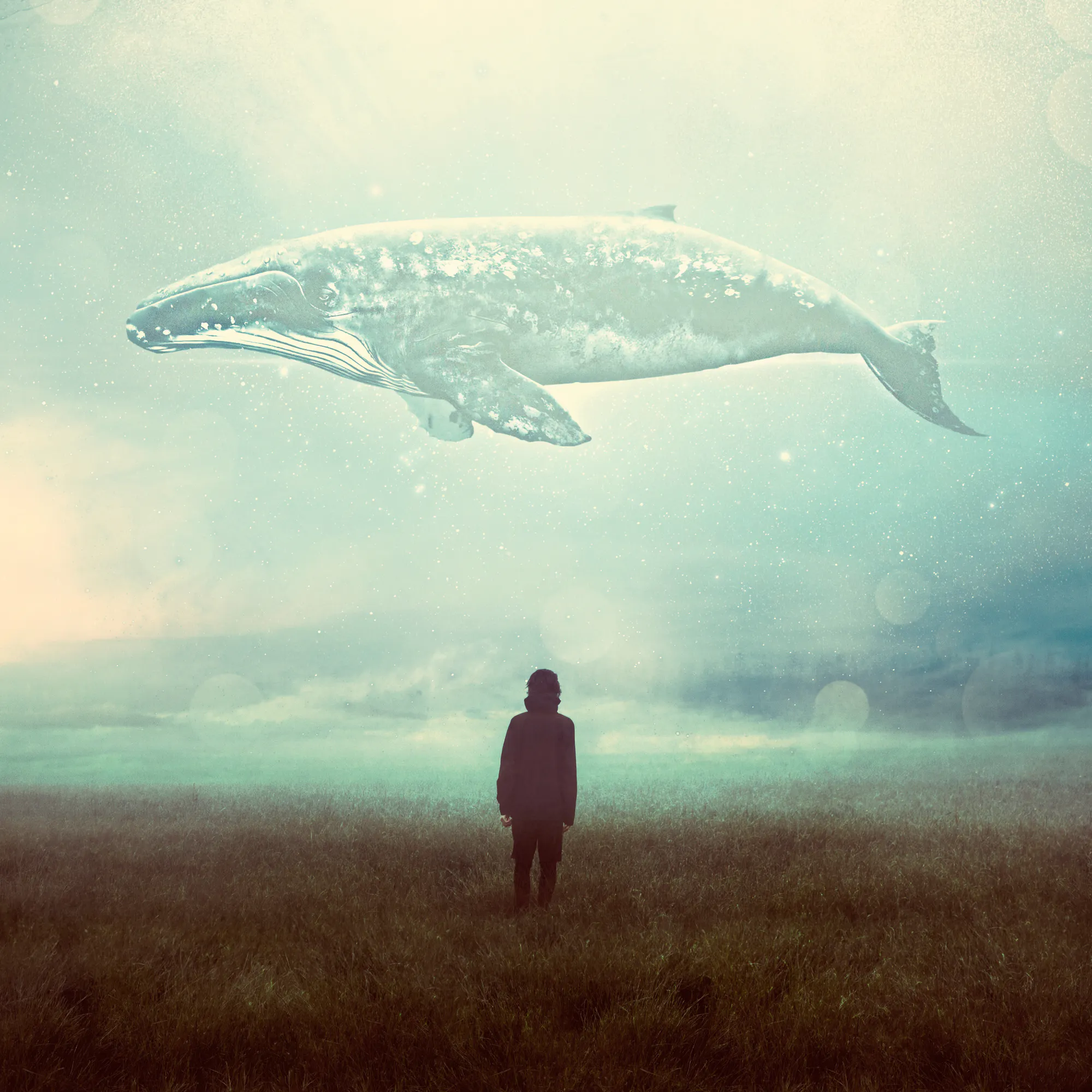 Dream Whale Poster 0