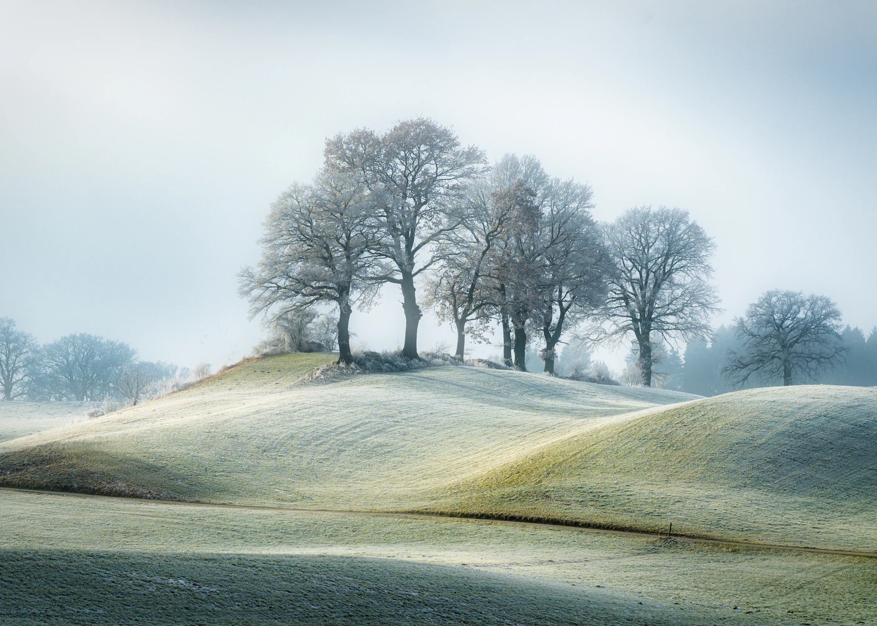 Misty Morning Poster 0