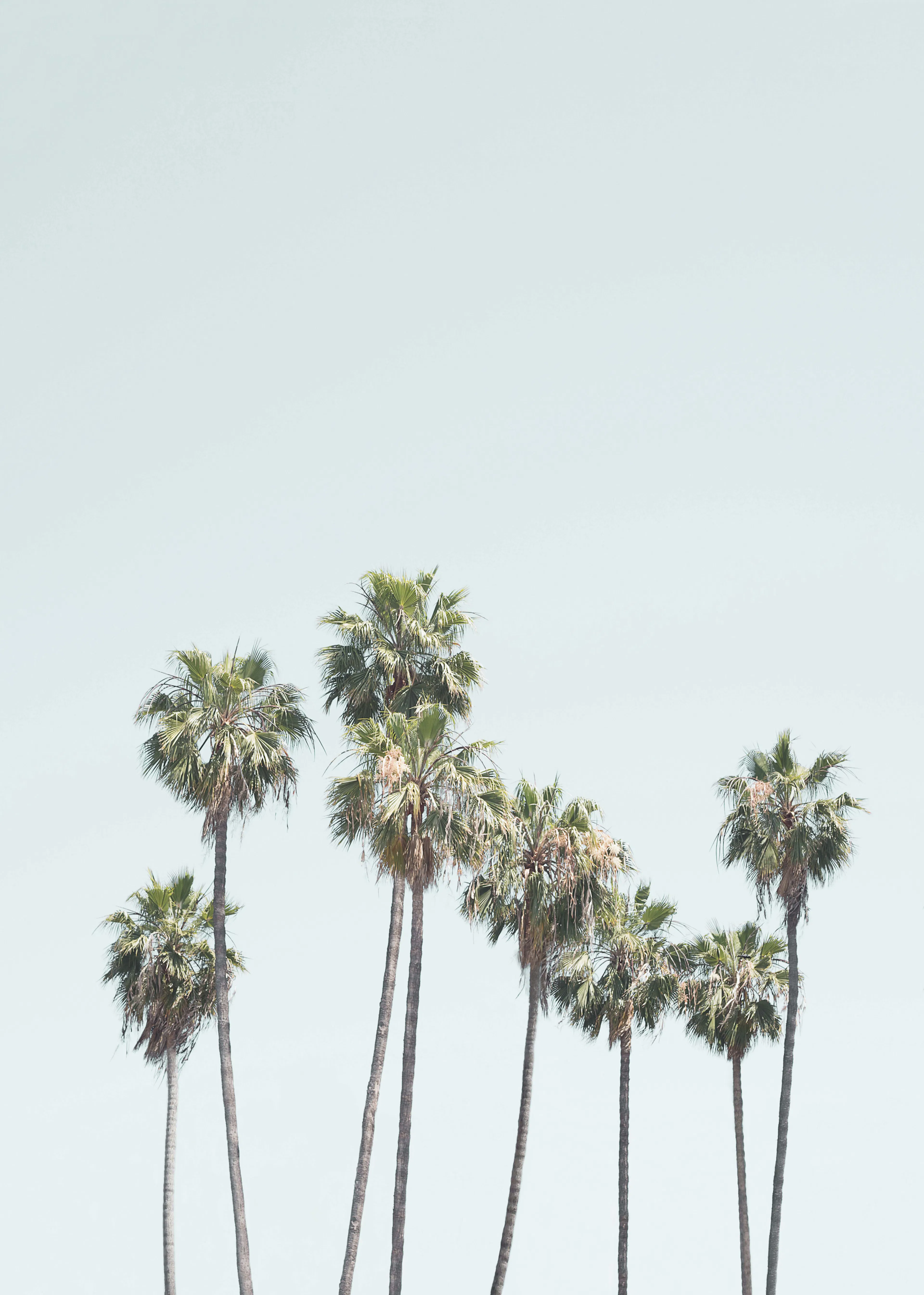 Tall Palms Poster 0