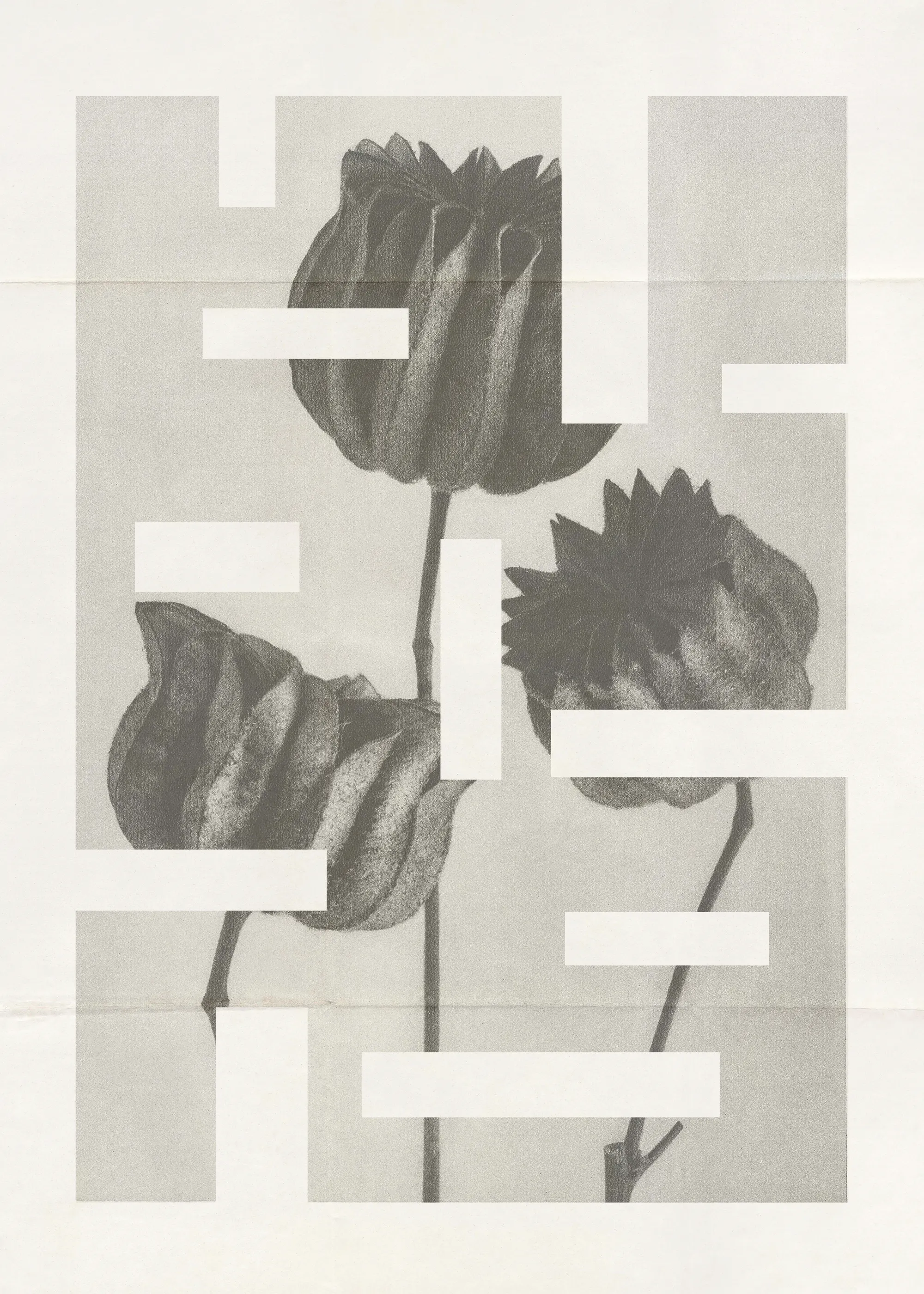 Botanische Kunst Poster 0