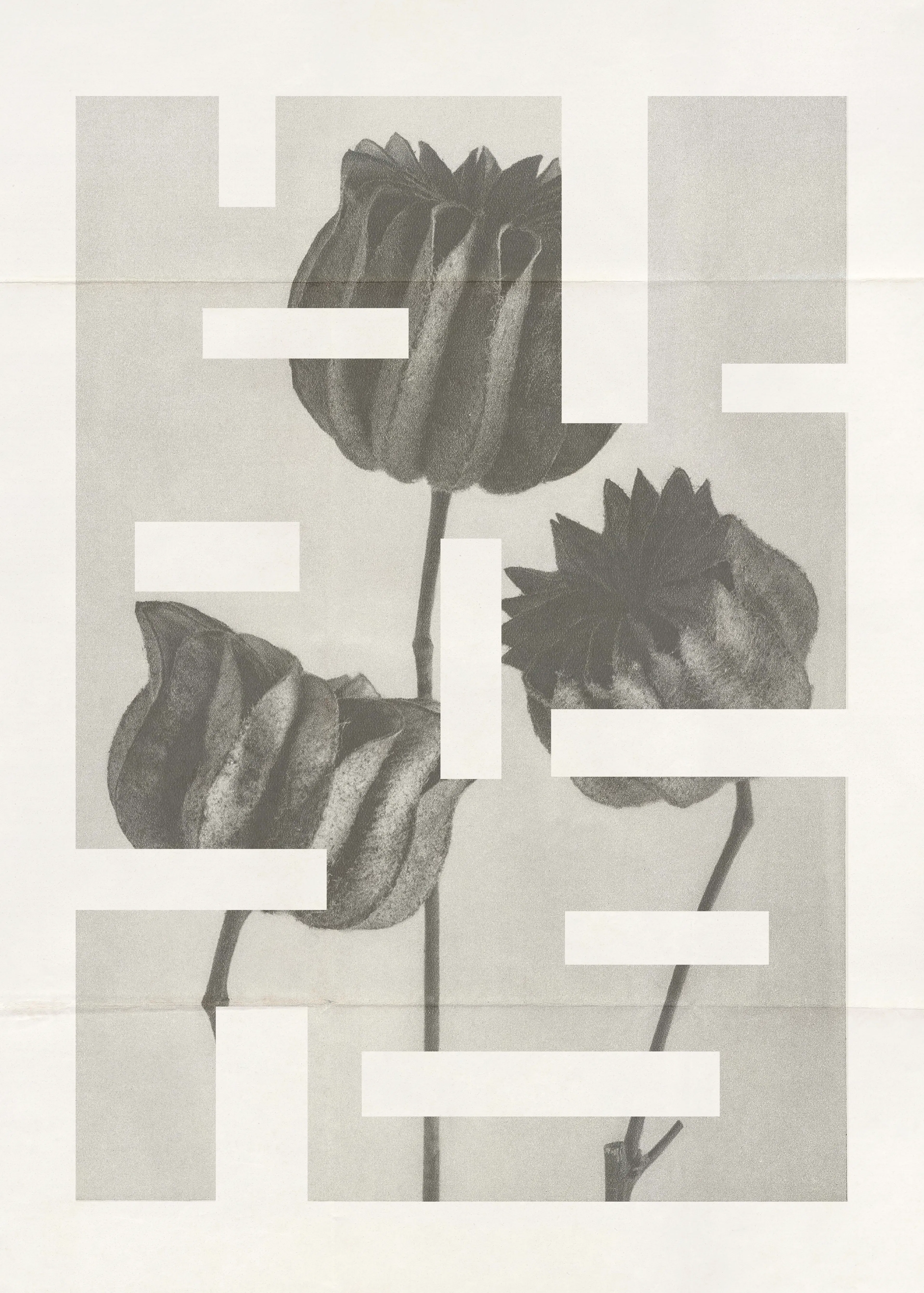 Botanic Art Poster 0