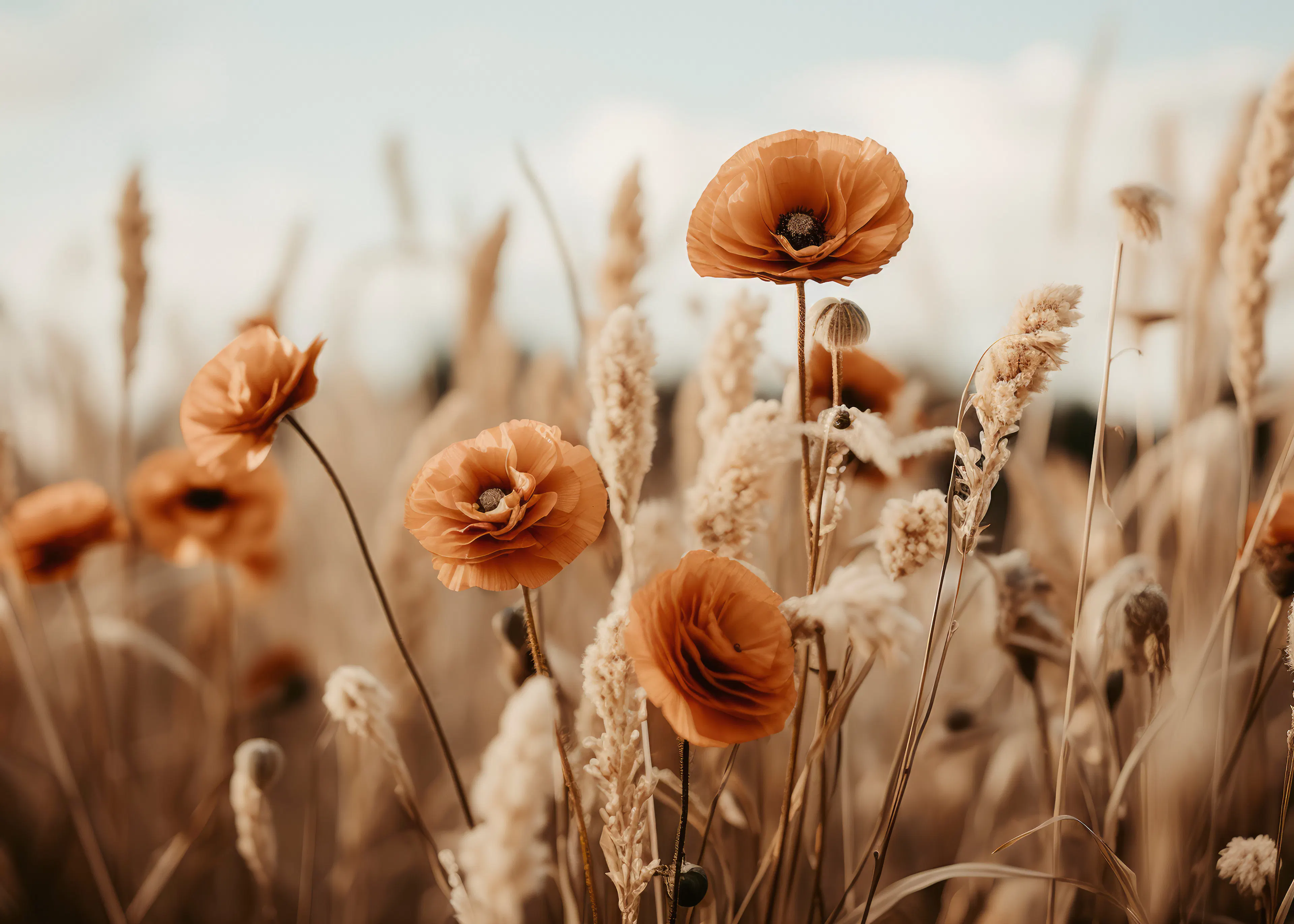 Beige Golden Poppies Poster 0
