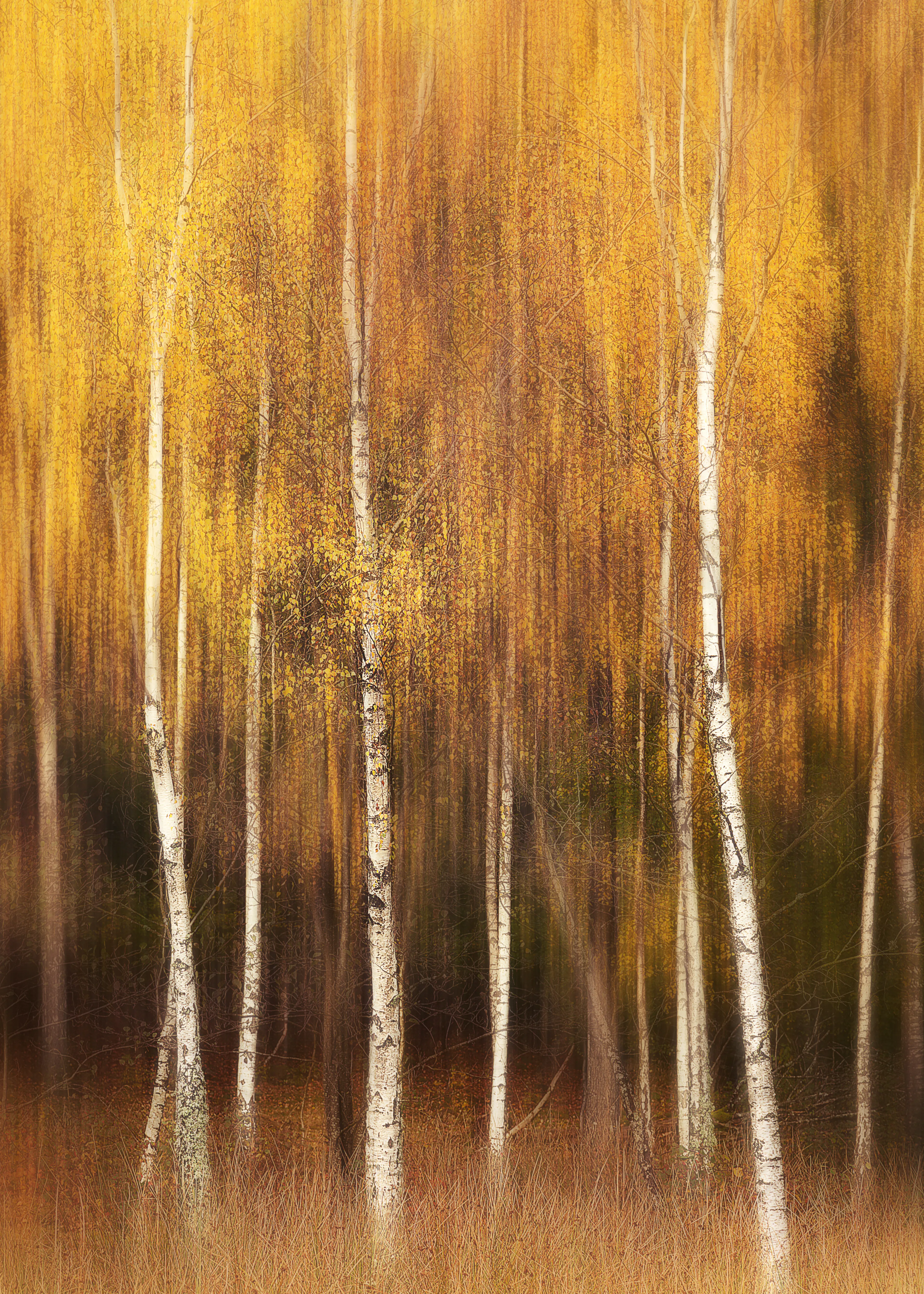 Autumn Birch Poster 0