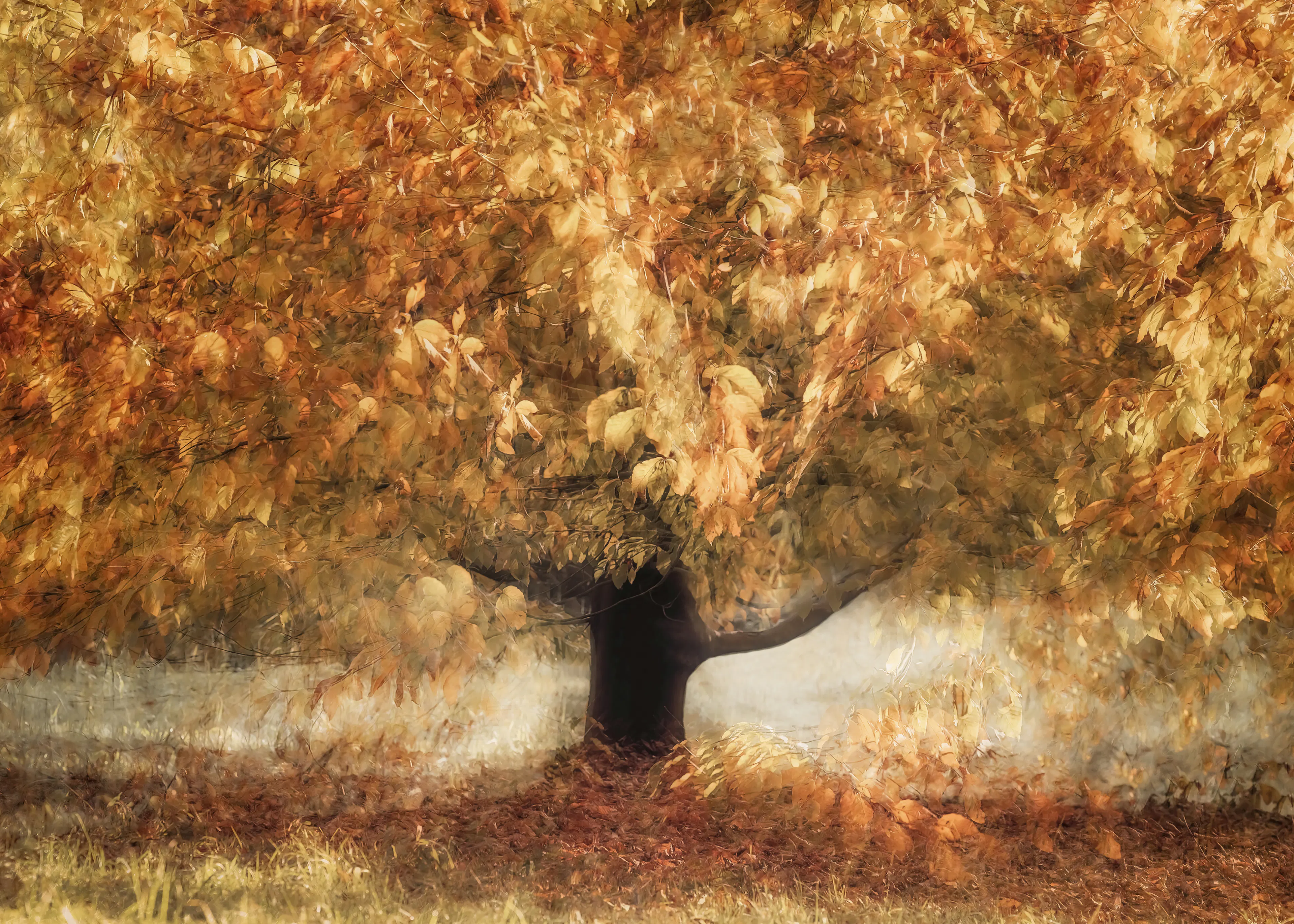 Autumn Tree Poster 0