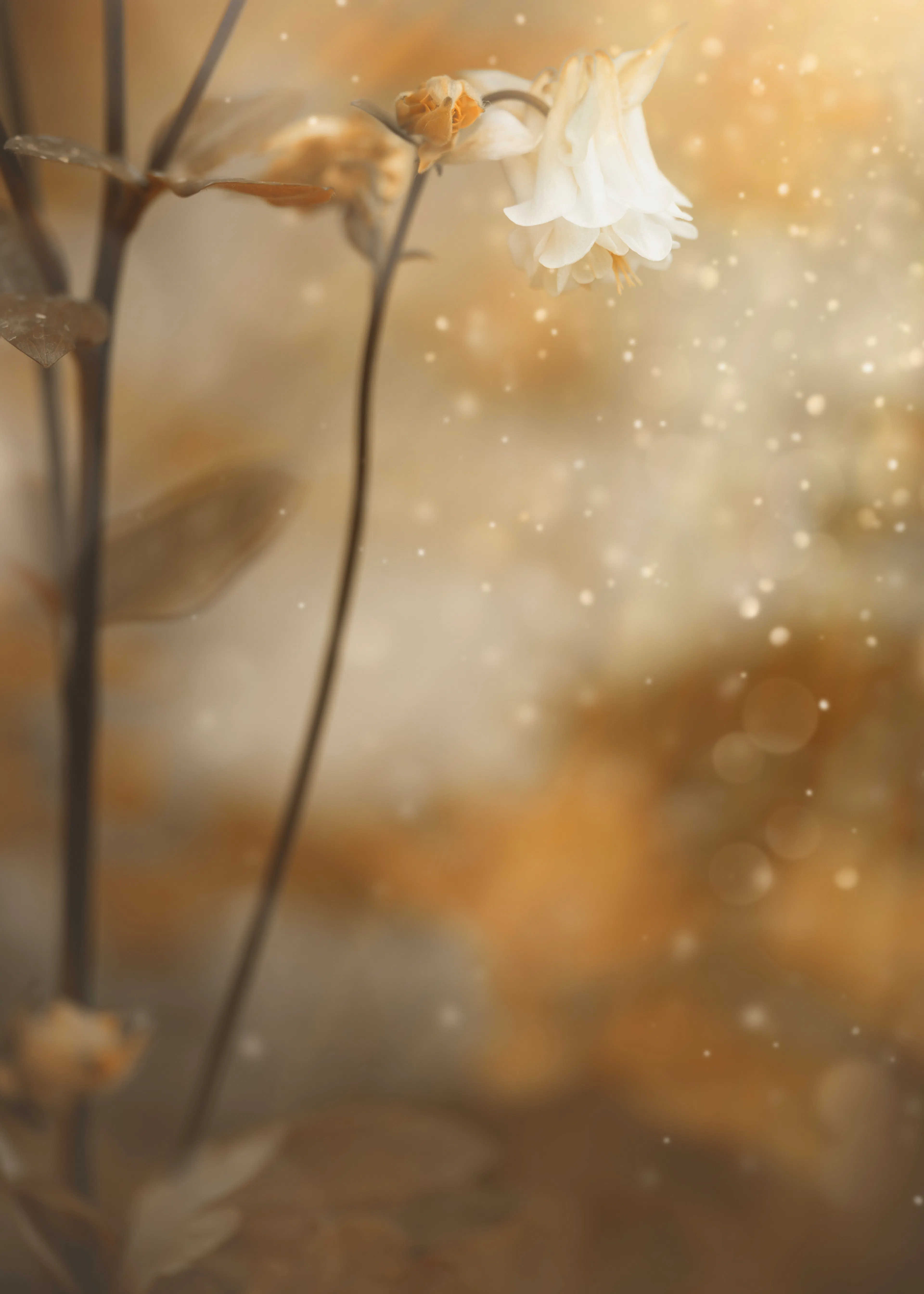 Golden Tranquility Poster 0