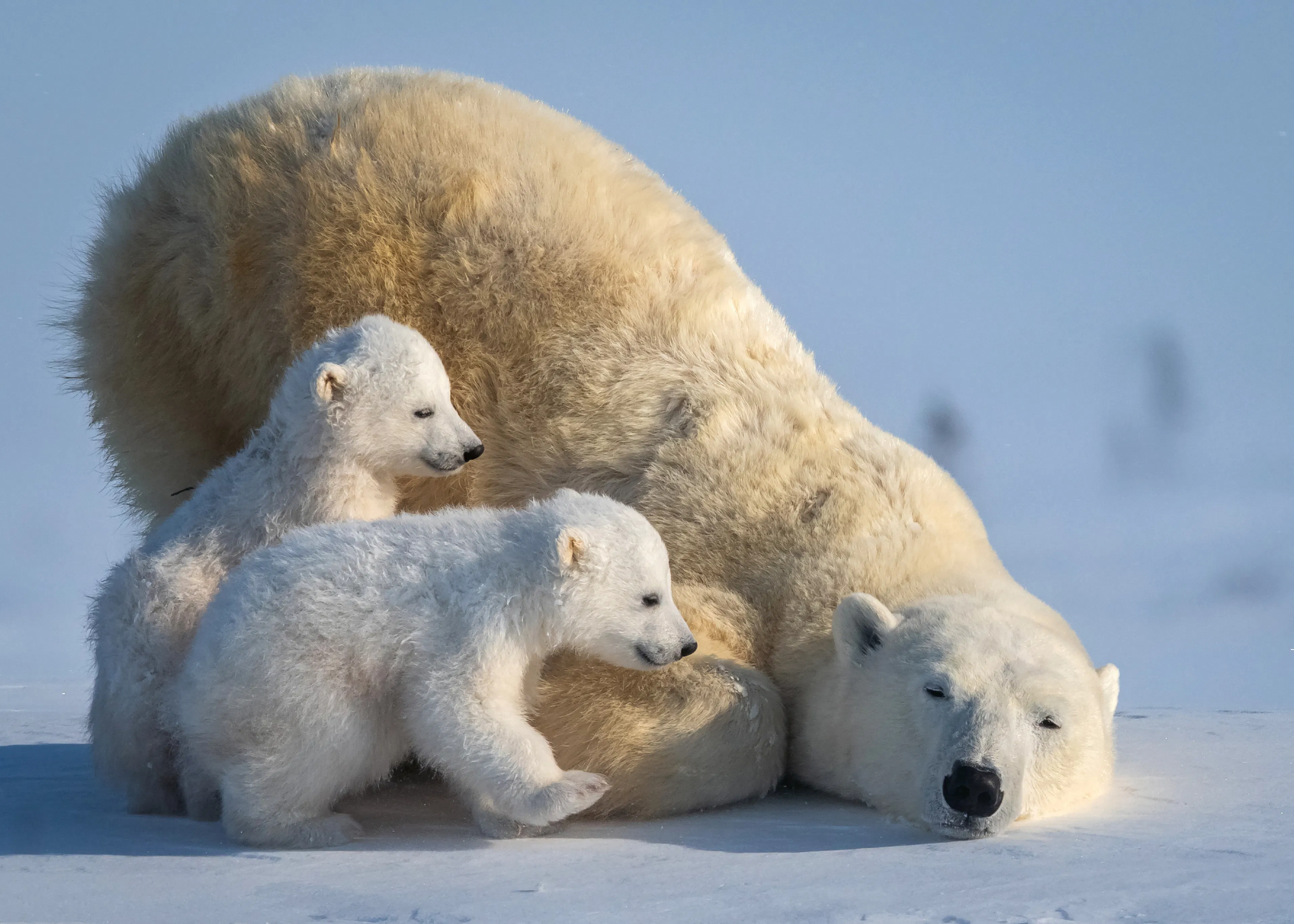 Polar Bear Family Poster 0