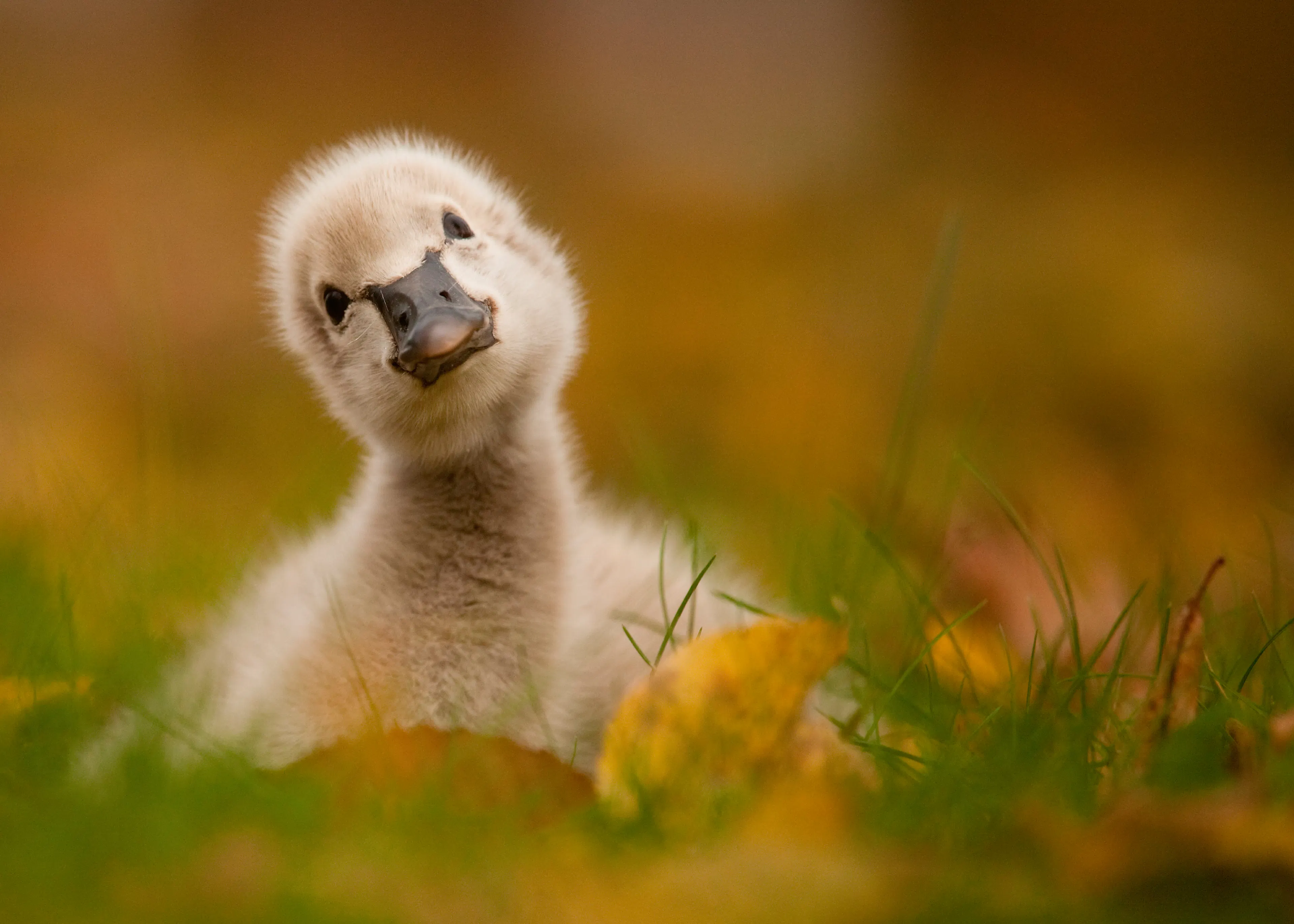 Curious Gosling Poster 0