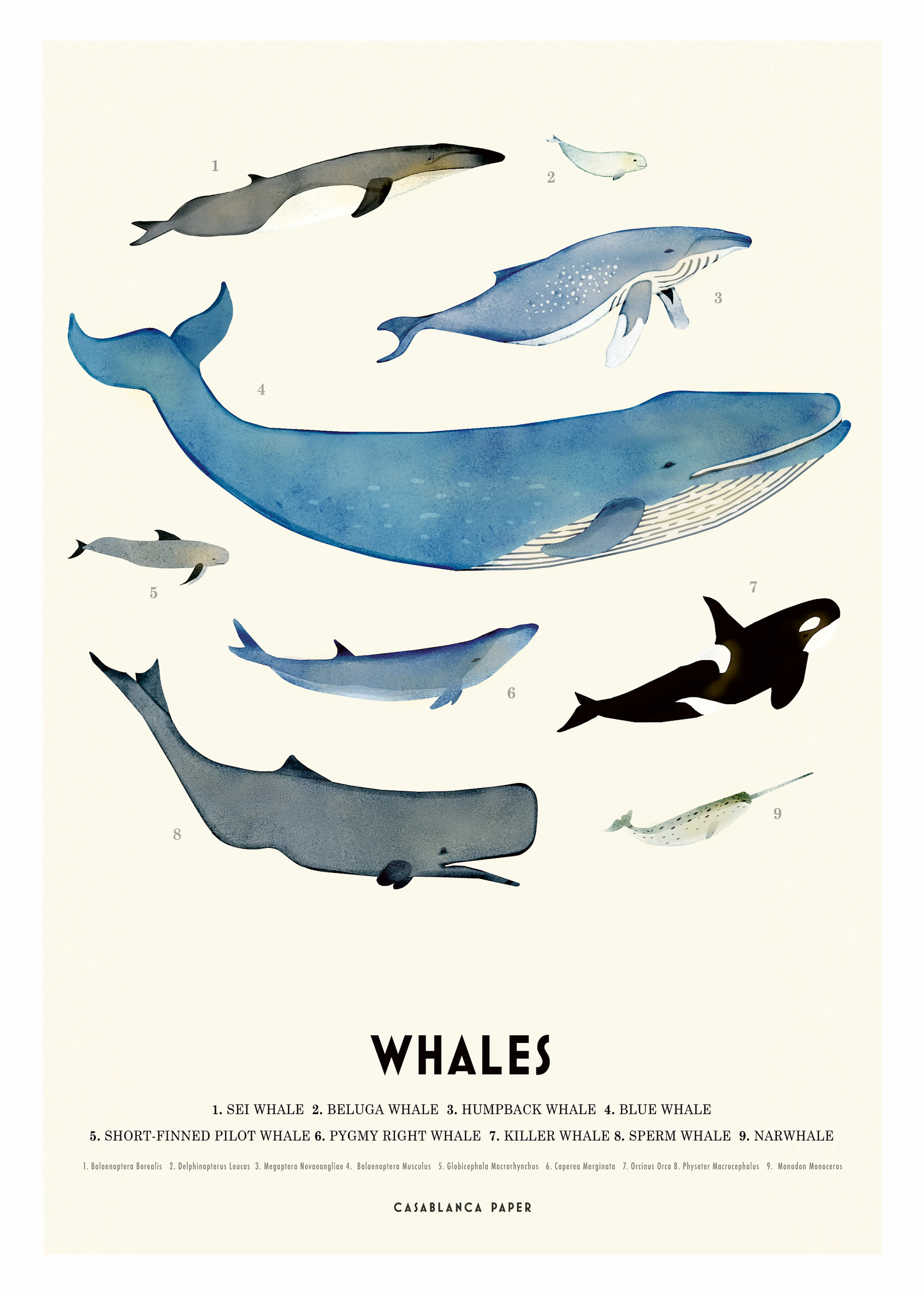 Walviswonderen Poster 0