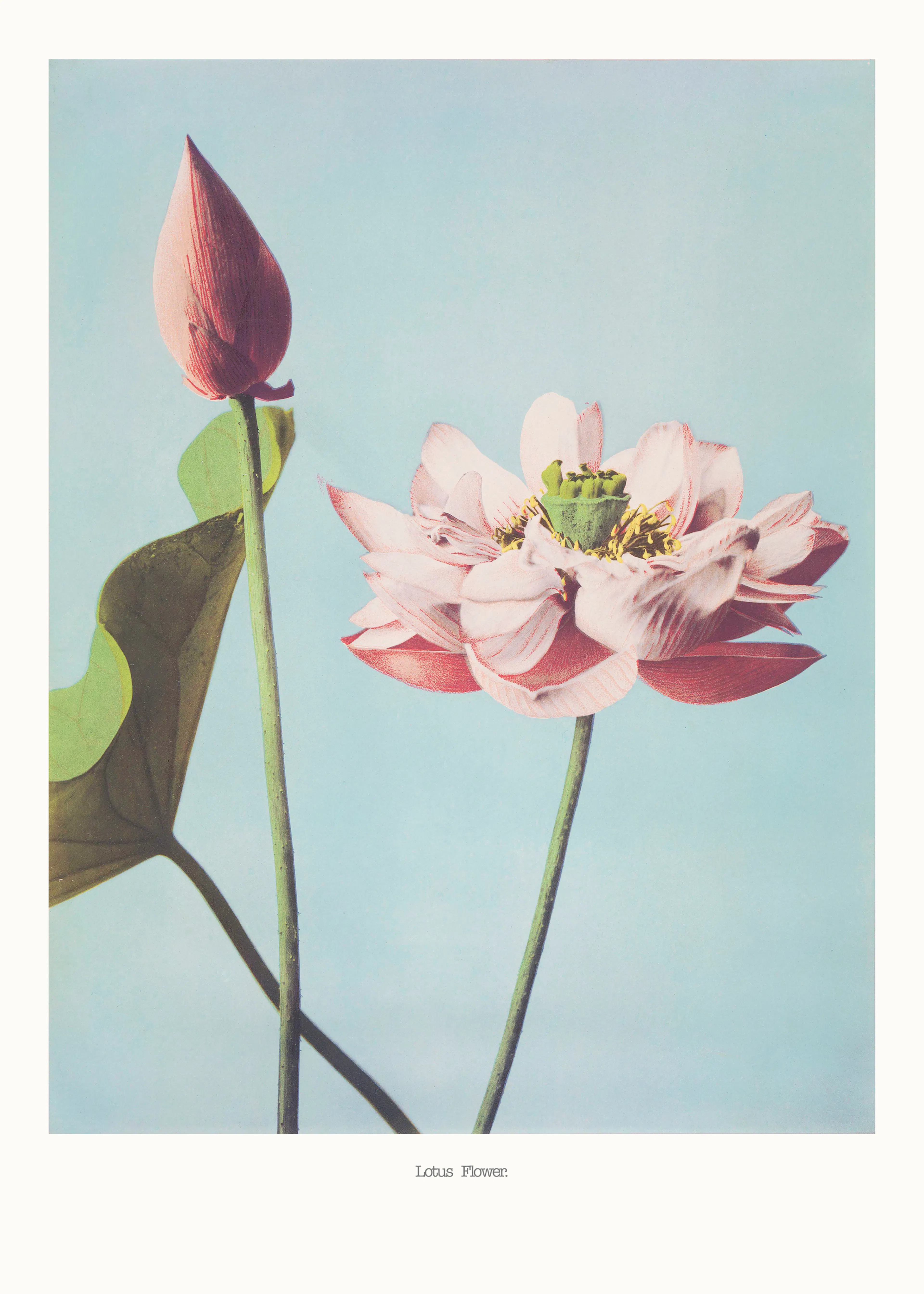 Lotus Bloom Poster 0