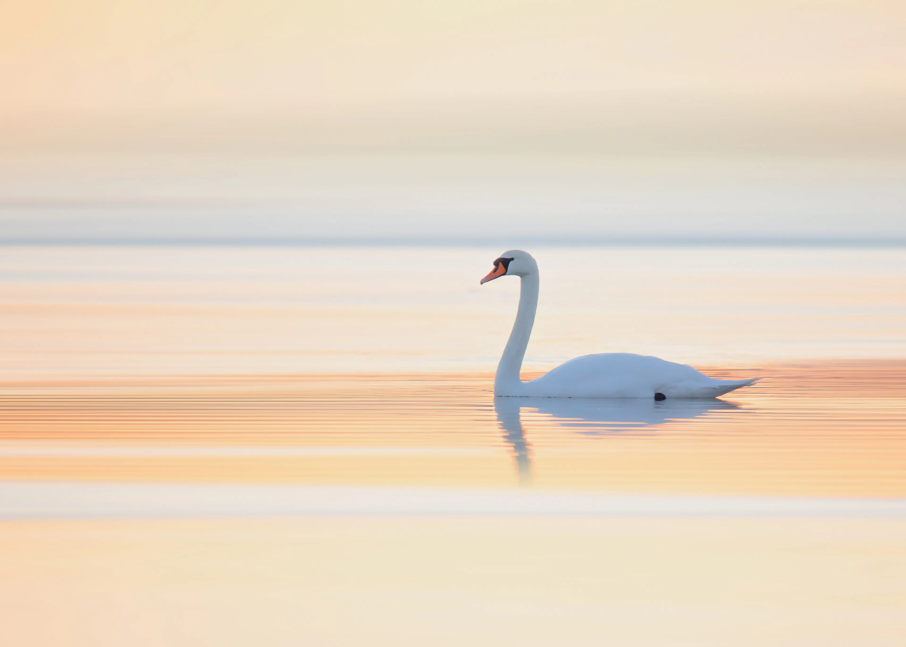 Cygne Serein Beige Doux Poster 0