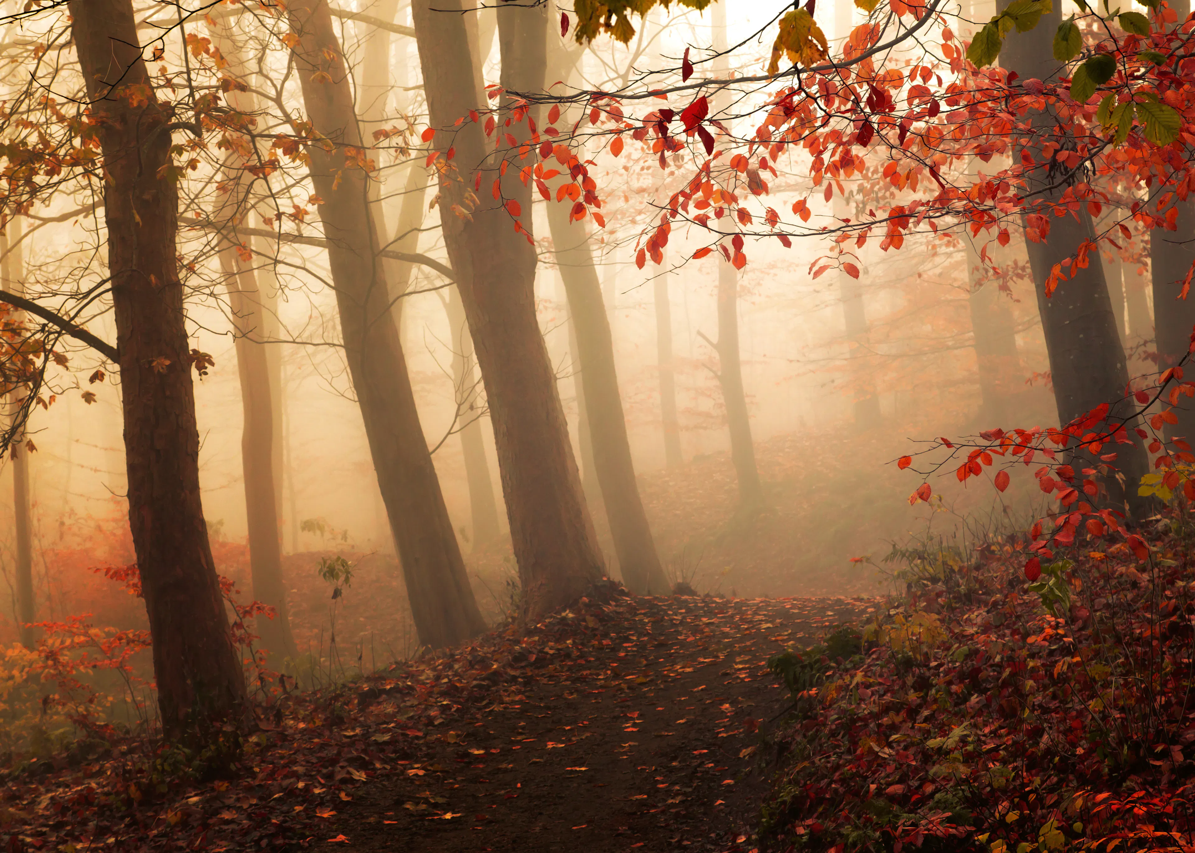 Autumn Mist Poster 0