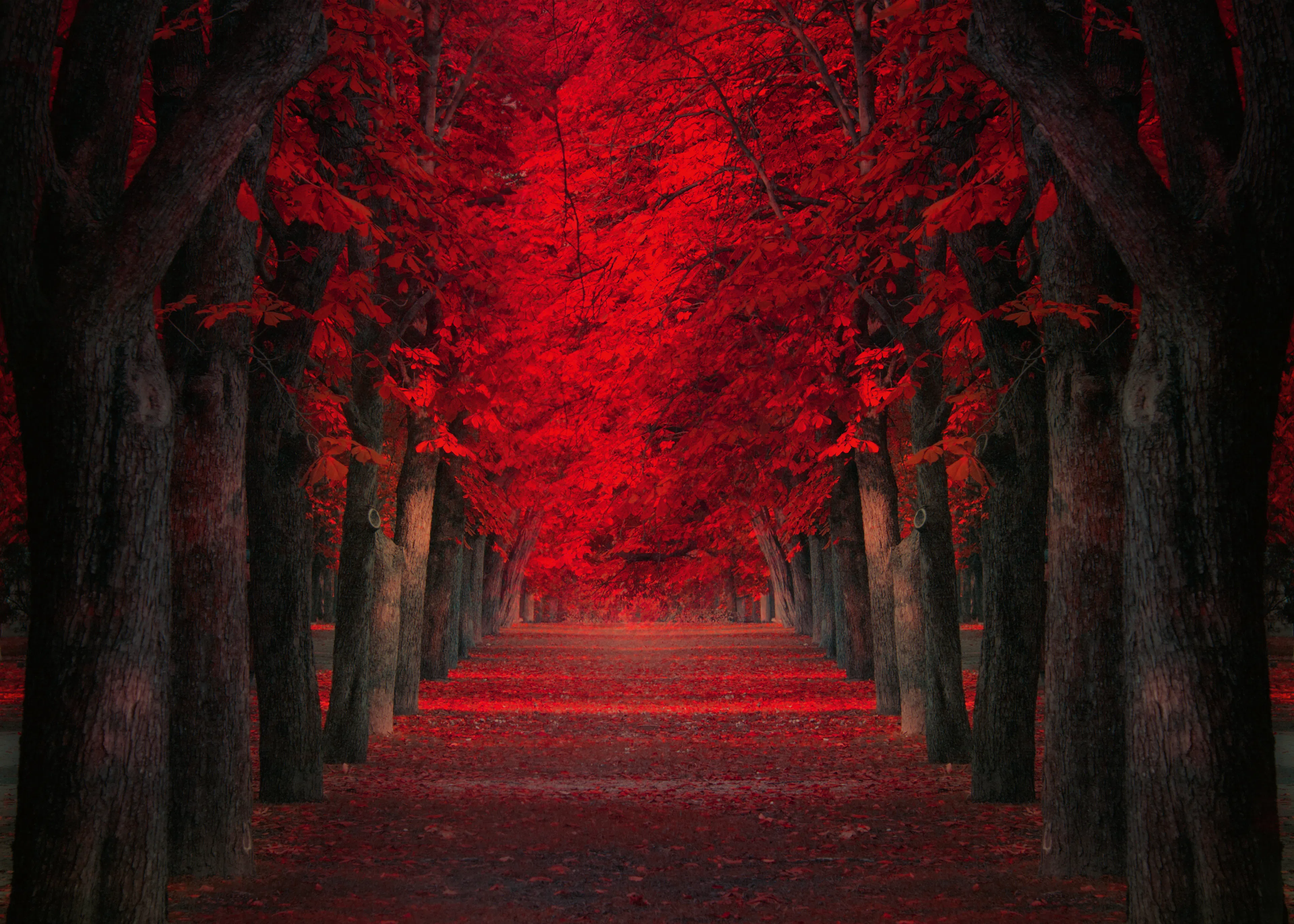 Red Forest Path Poster 0