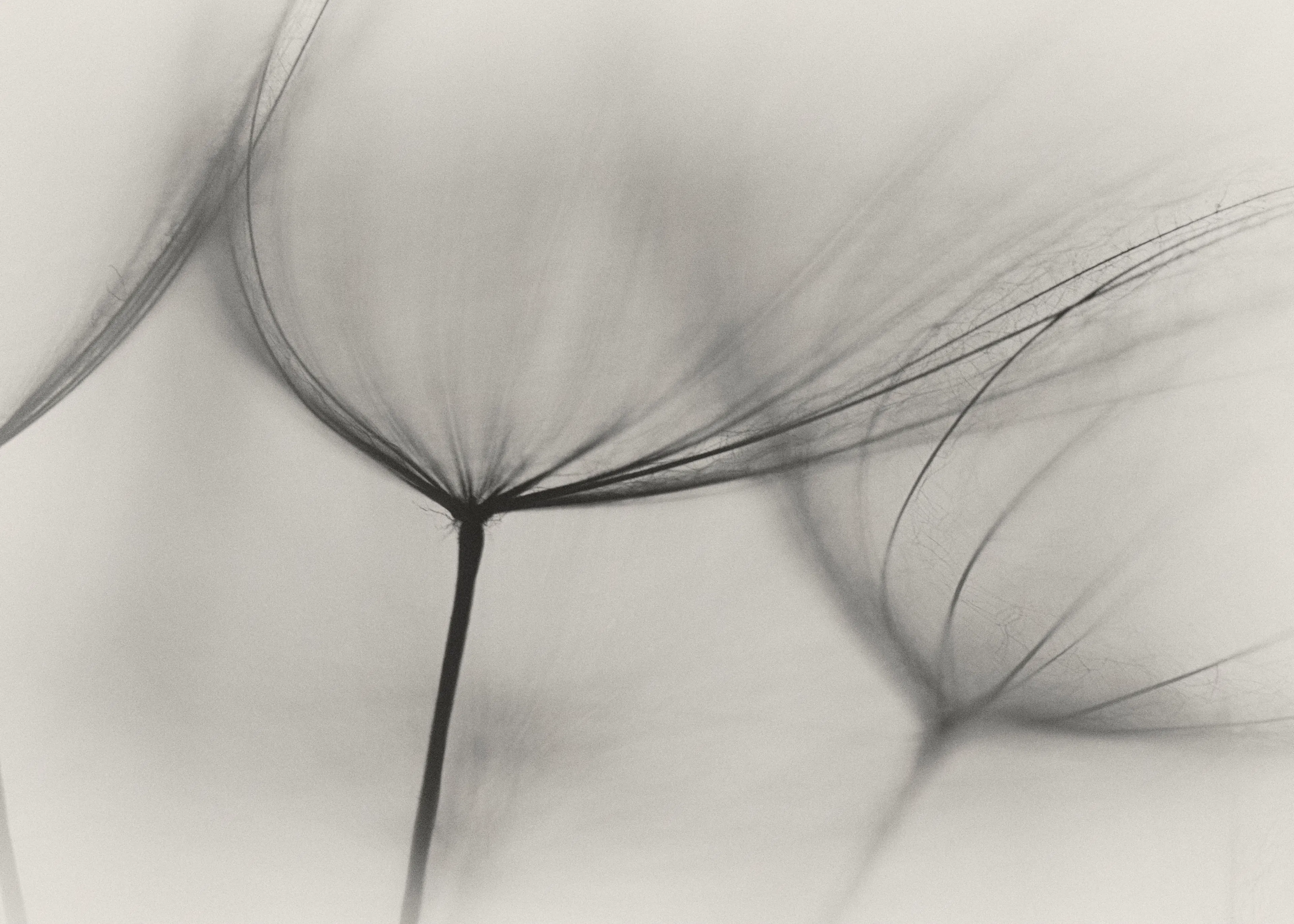 Delicate Dandelion Poster 0