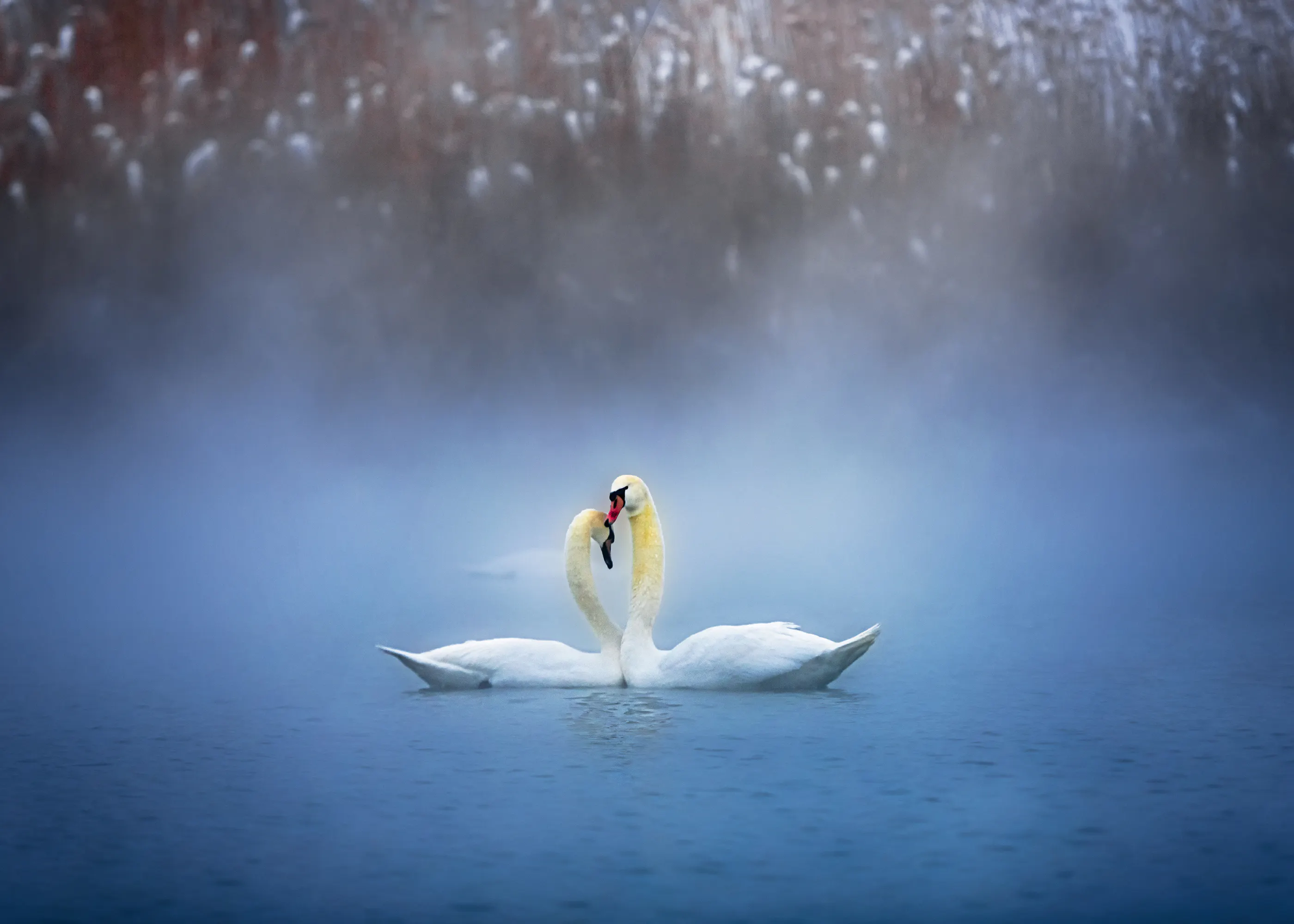 Vinter Svaner Plakat 0