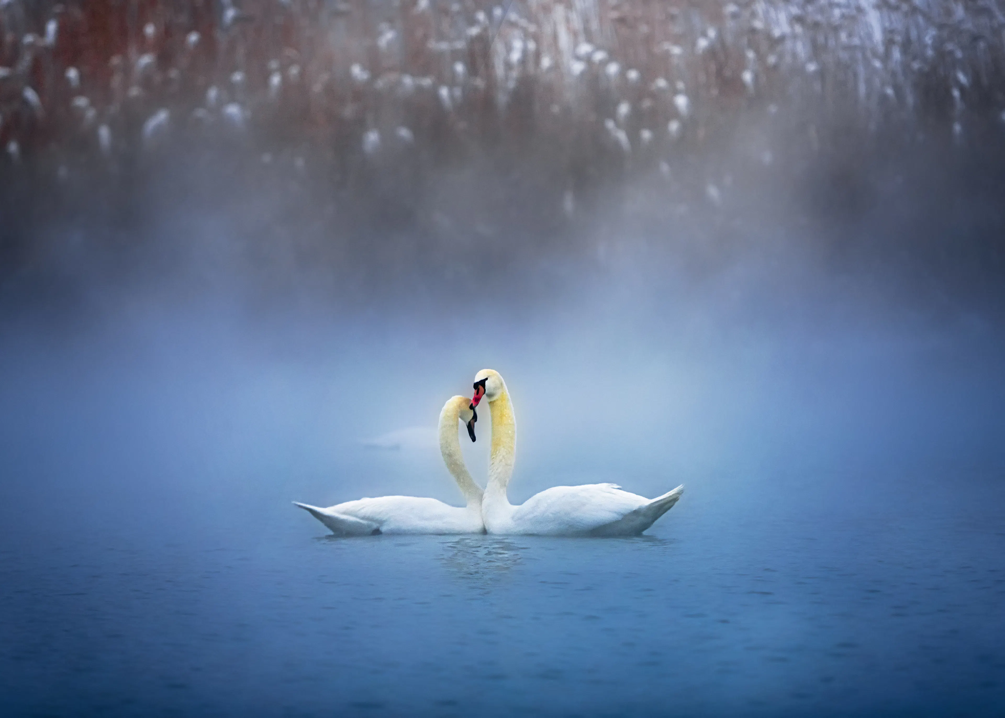 Winter Swans Poster 0