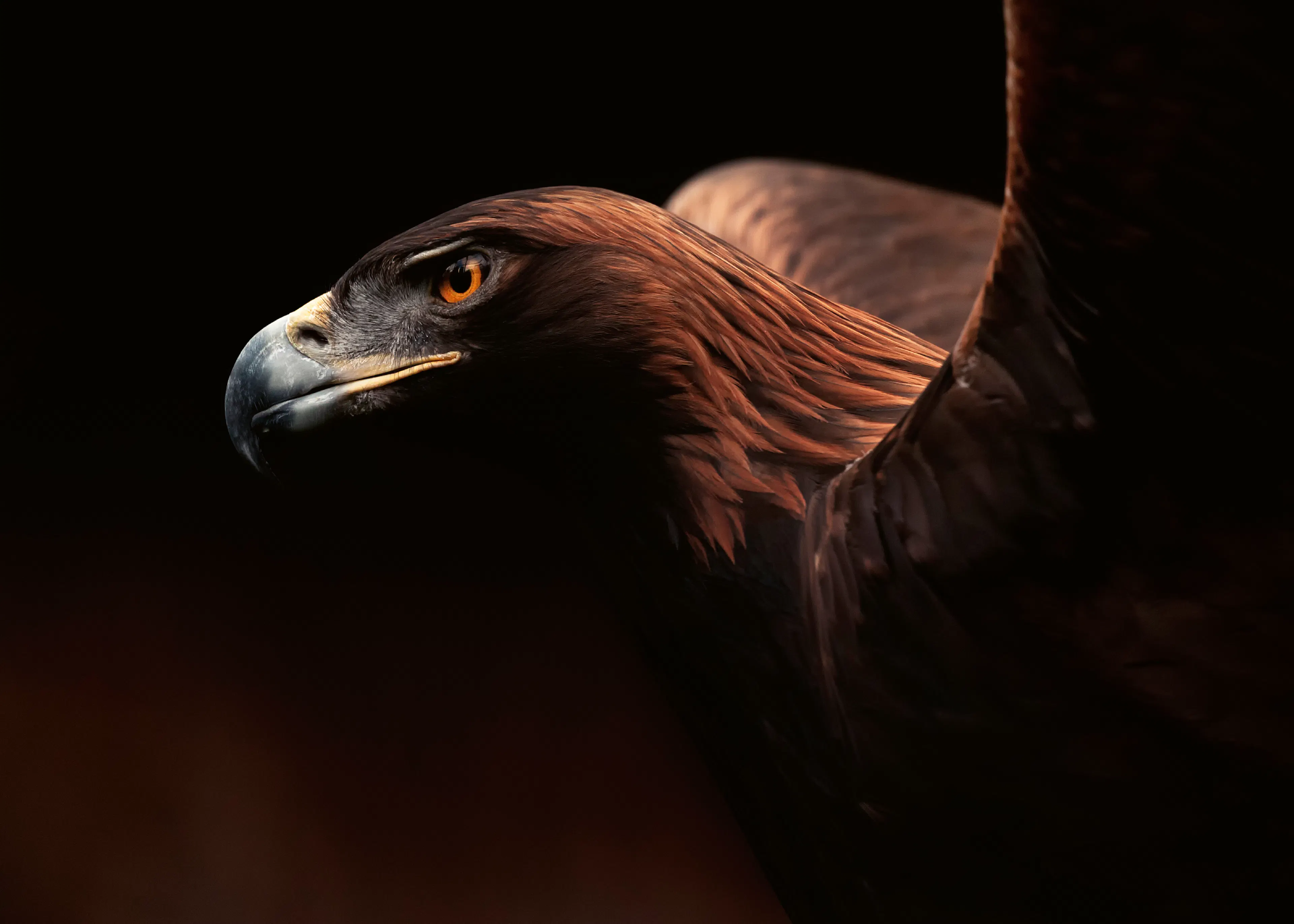 Dark Majestic Eagle Poster 0