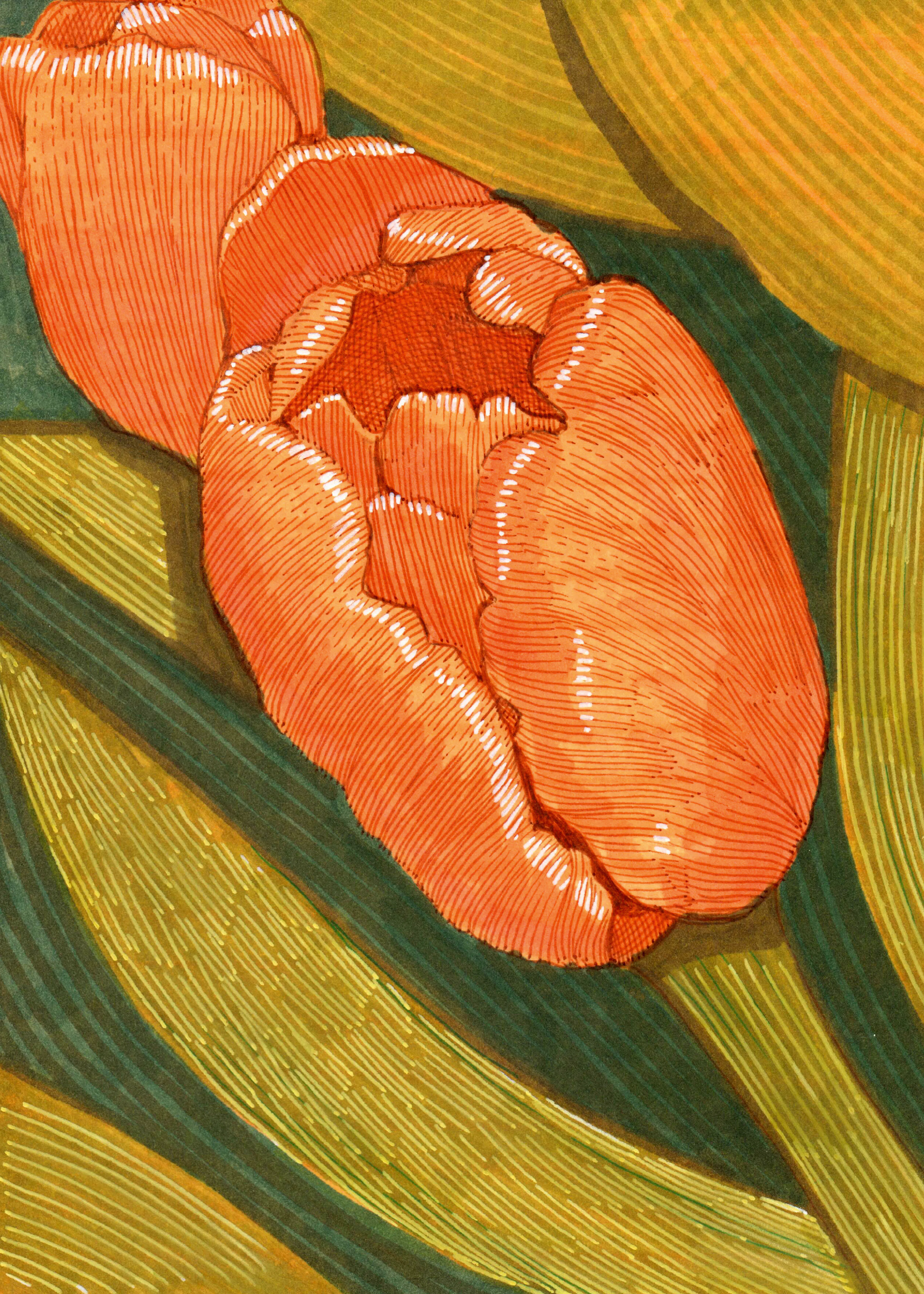 Orange Tulpan Poster 0