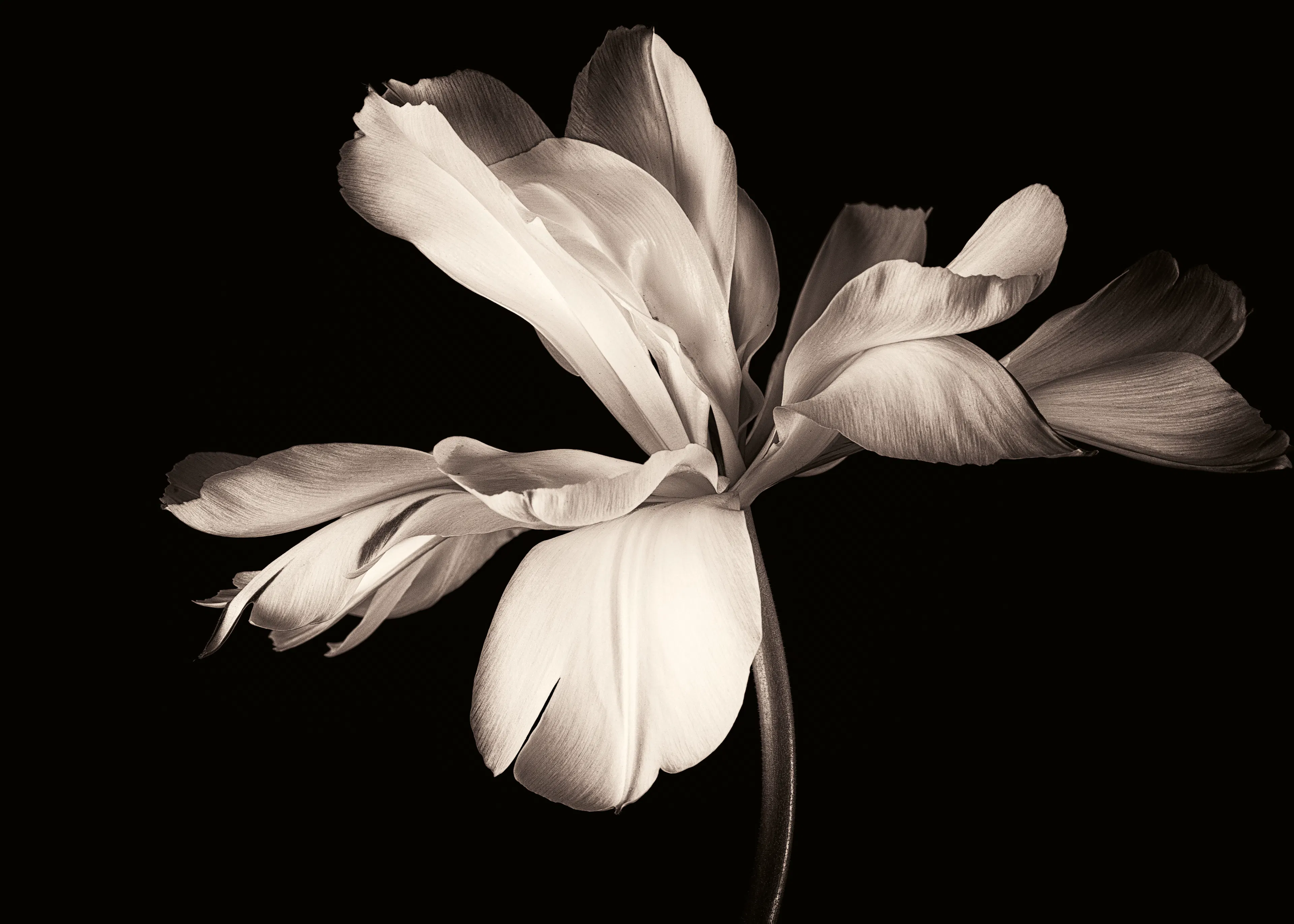 Sepia Elegant Bloom Poster 0