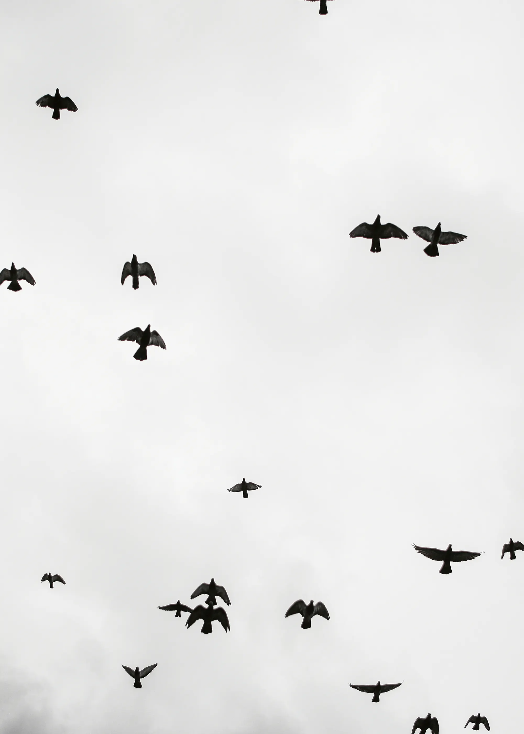 Flygande Silhuetter Poster 0