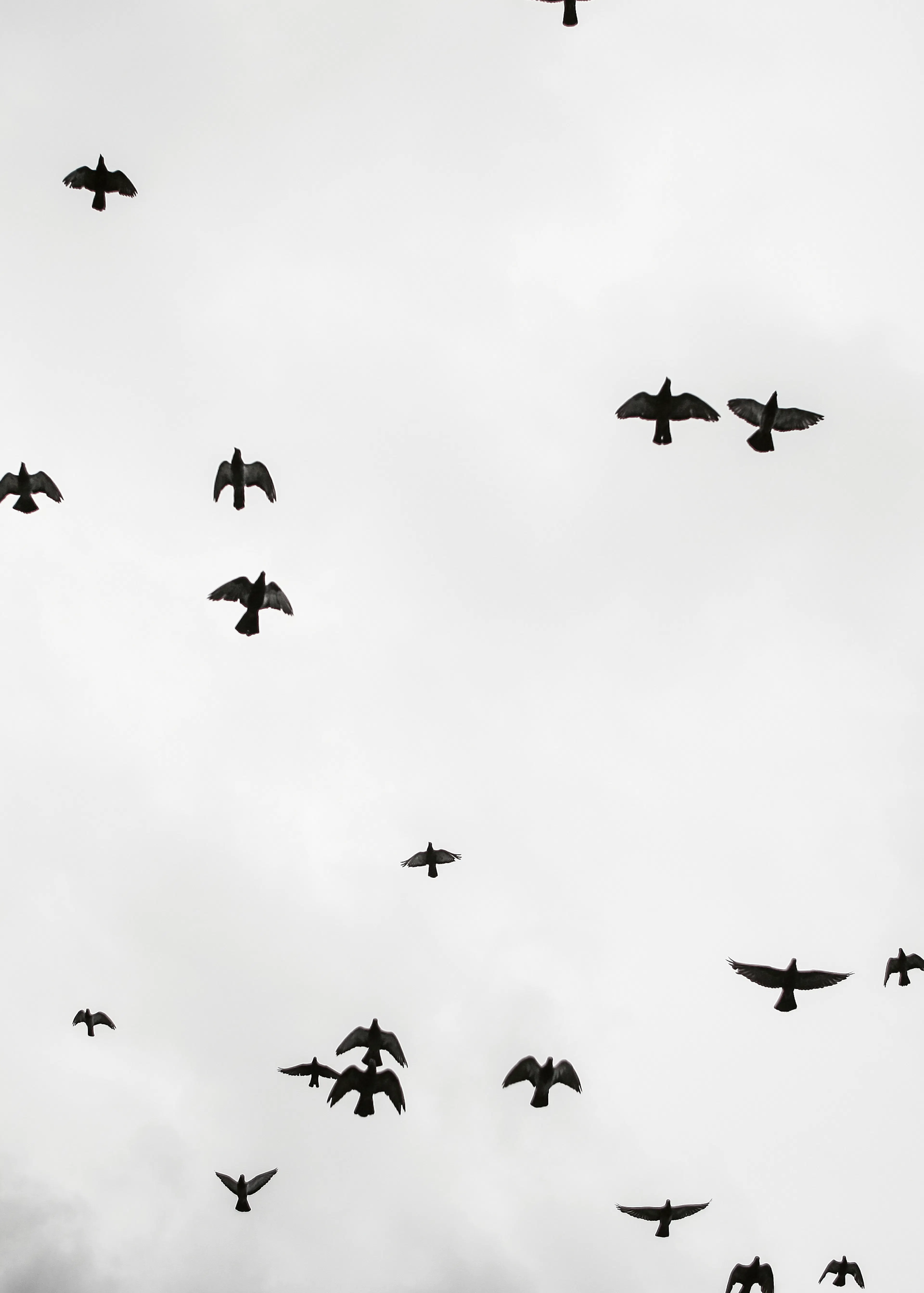 Fliegende Silhouetten Poster 0