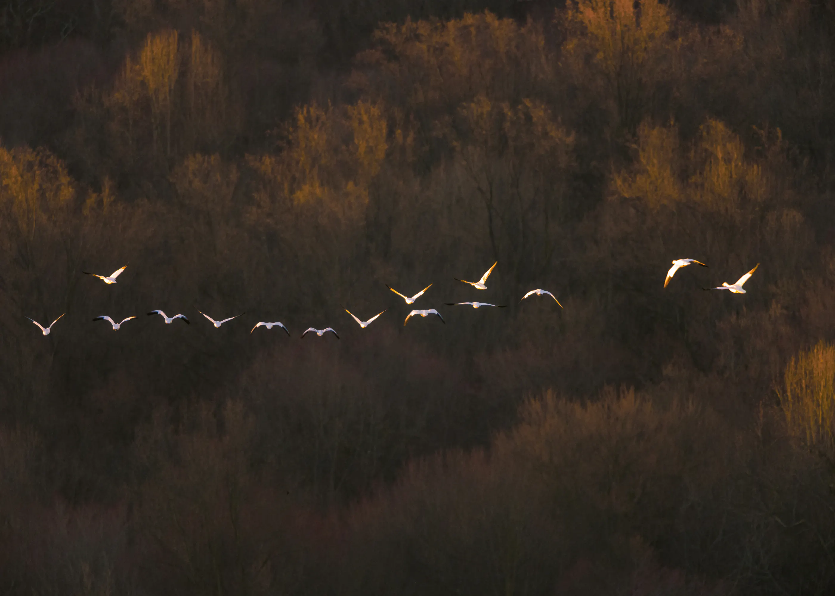 Autumn Flight Poster 0