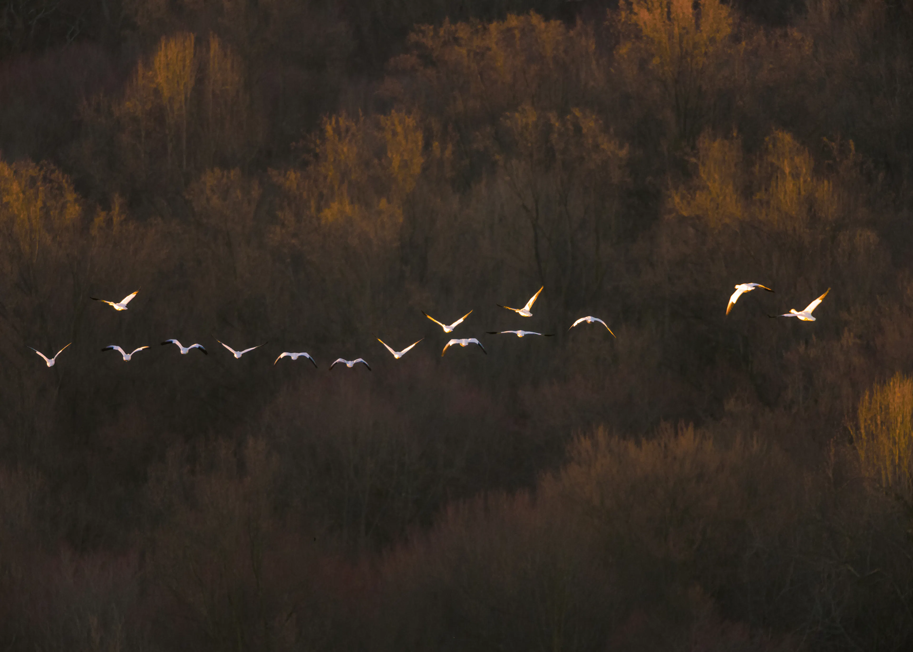 Autumn Flight Poster 0