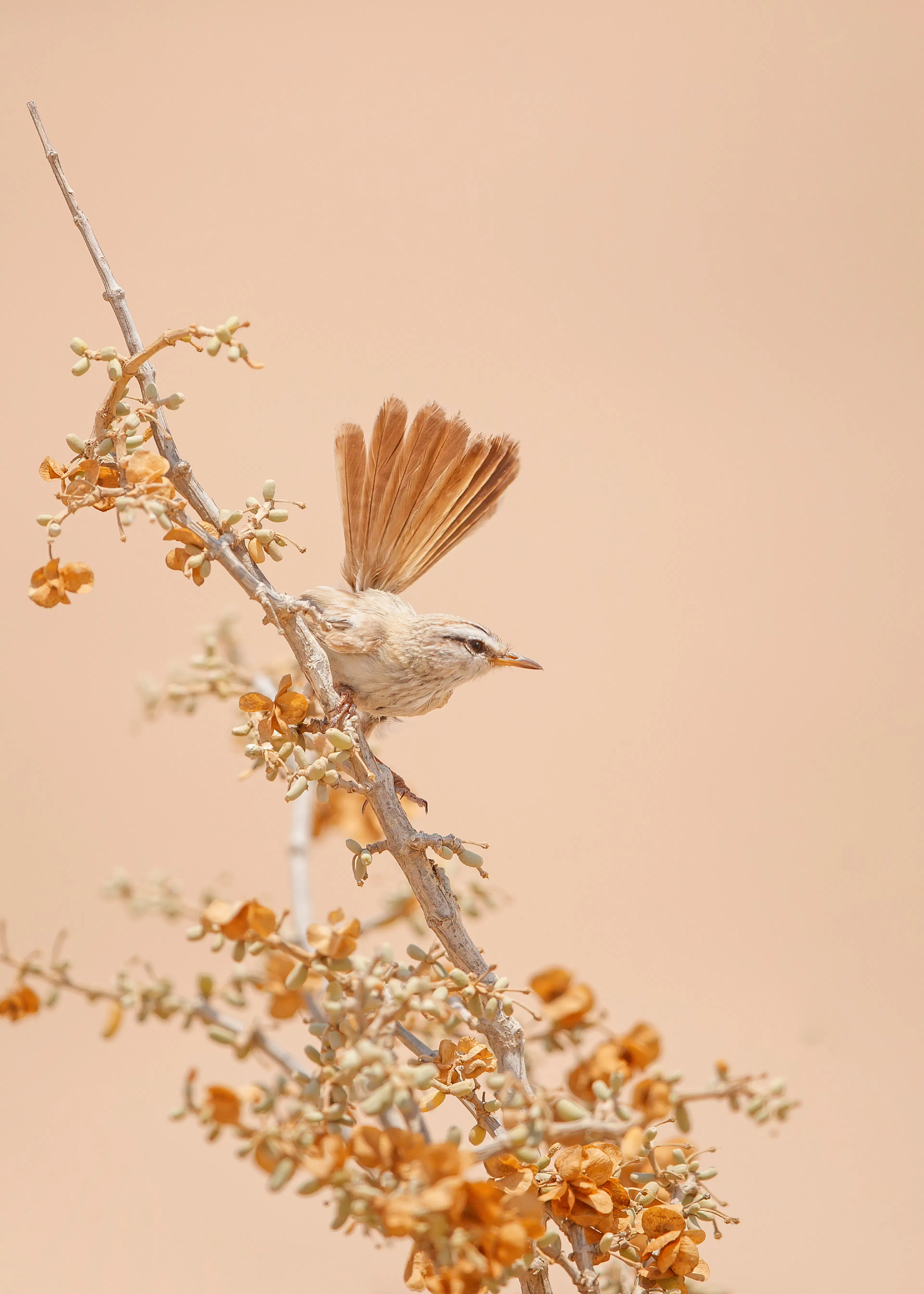 Peach Autumn Bird Poster 0