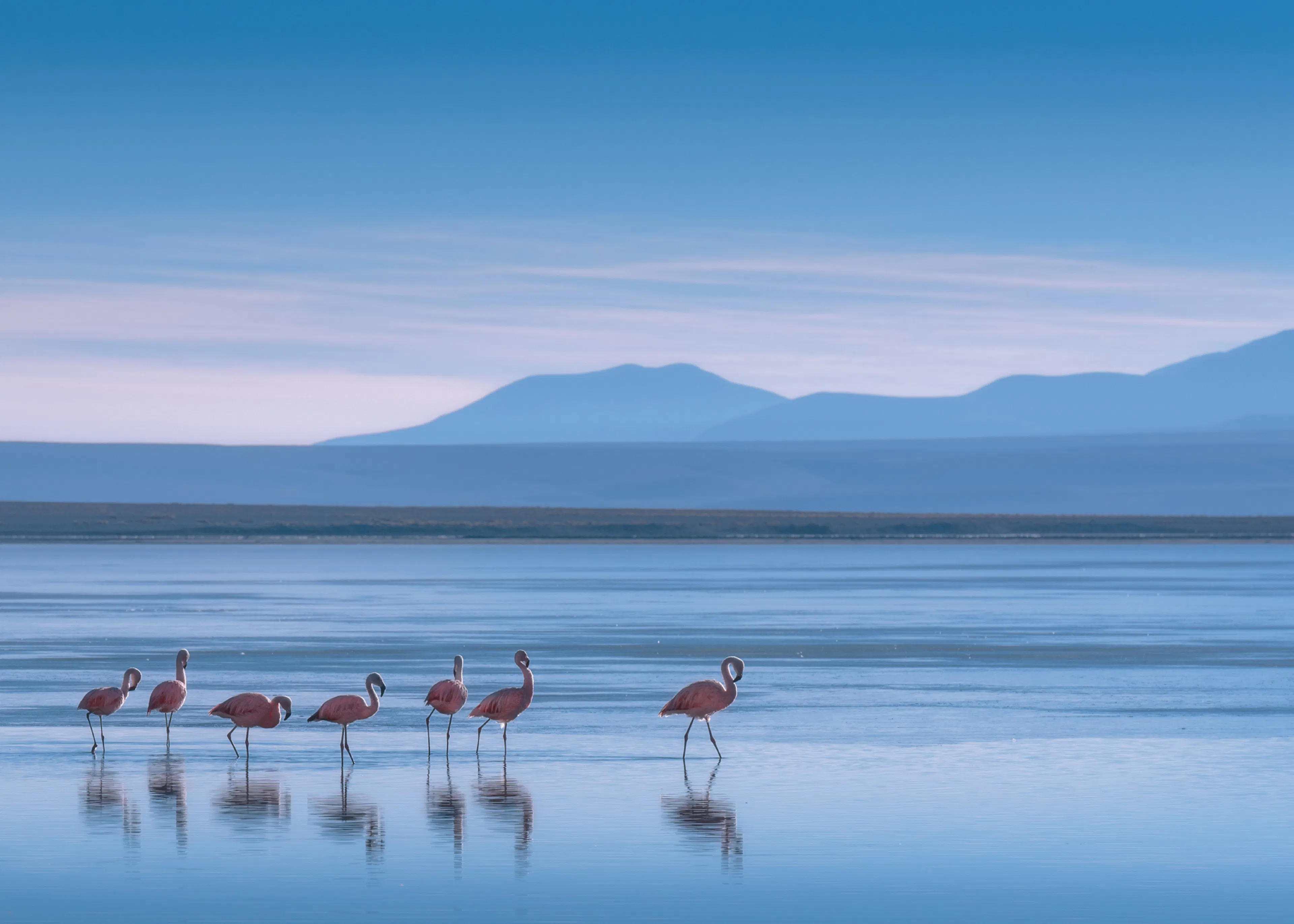 Serene Flamingo Lagune Poster 0