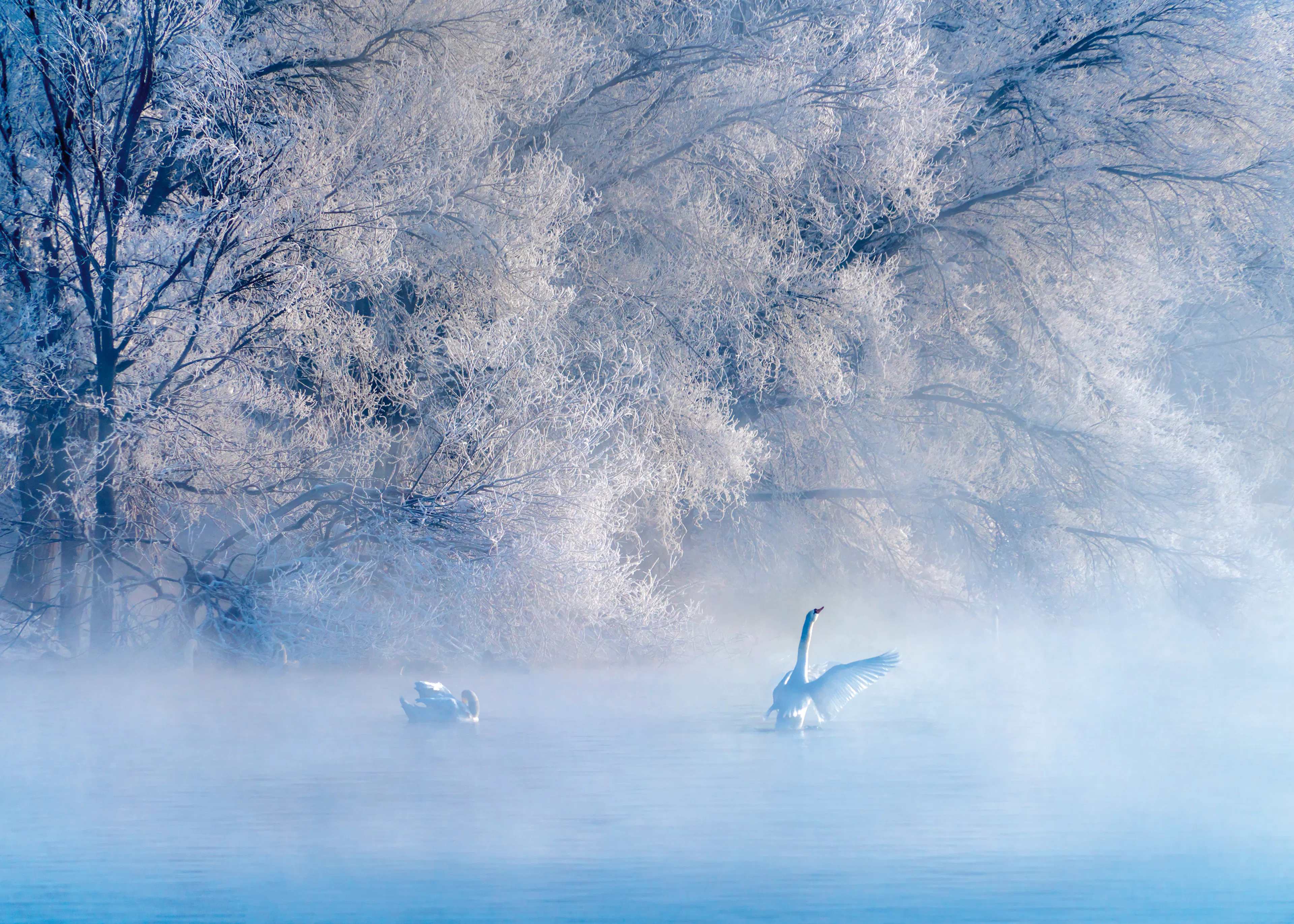 Blue Winter Swans Poster 0