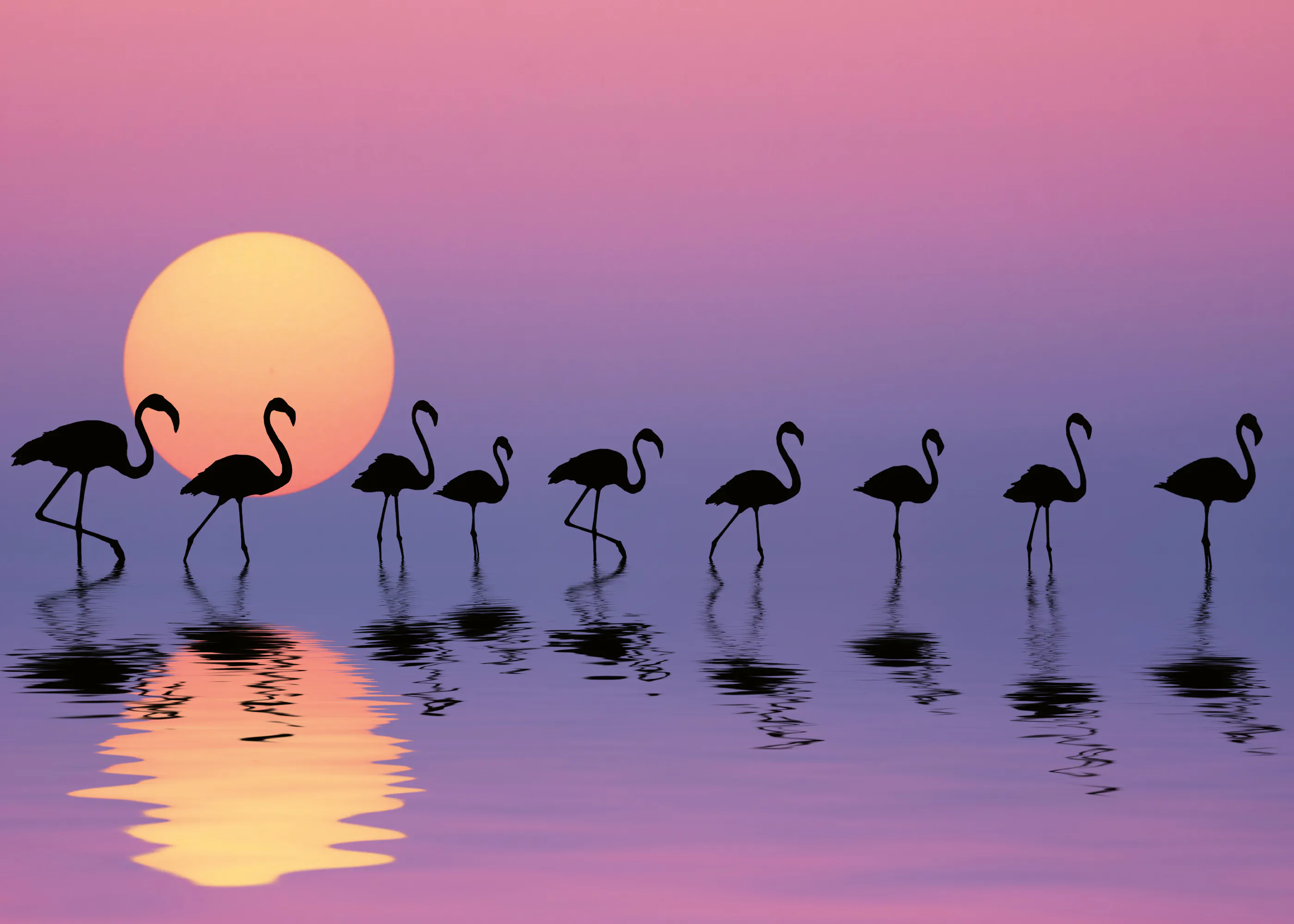 Auringonlaskun Flamingot Juliste 0