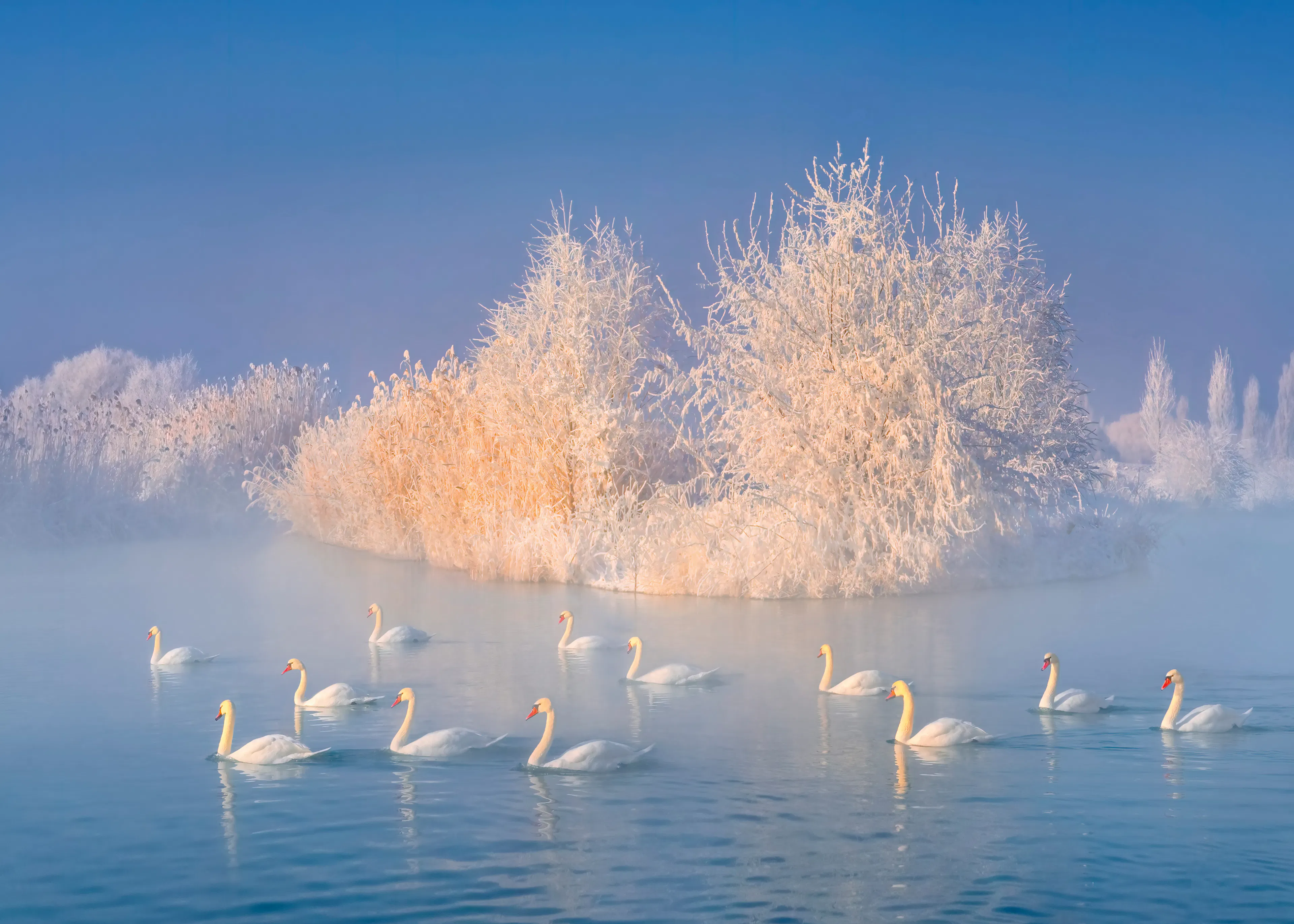 Winter Swan Lake Poster 0