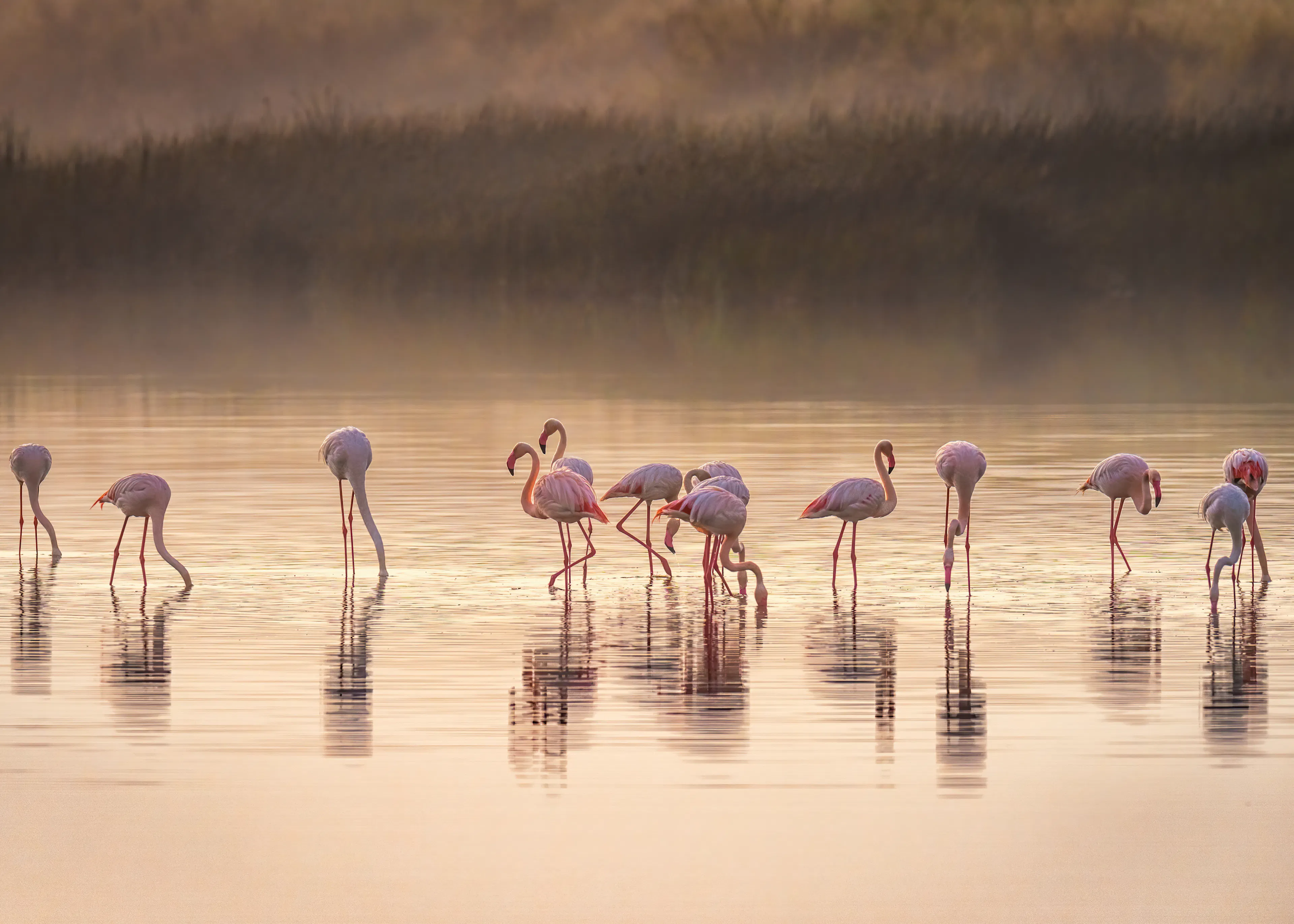 Flamants Roses du Matin Poster 0