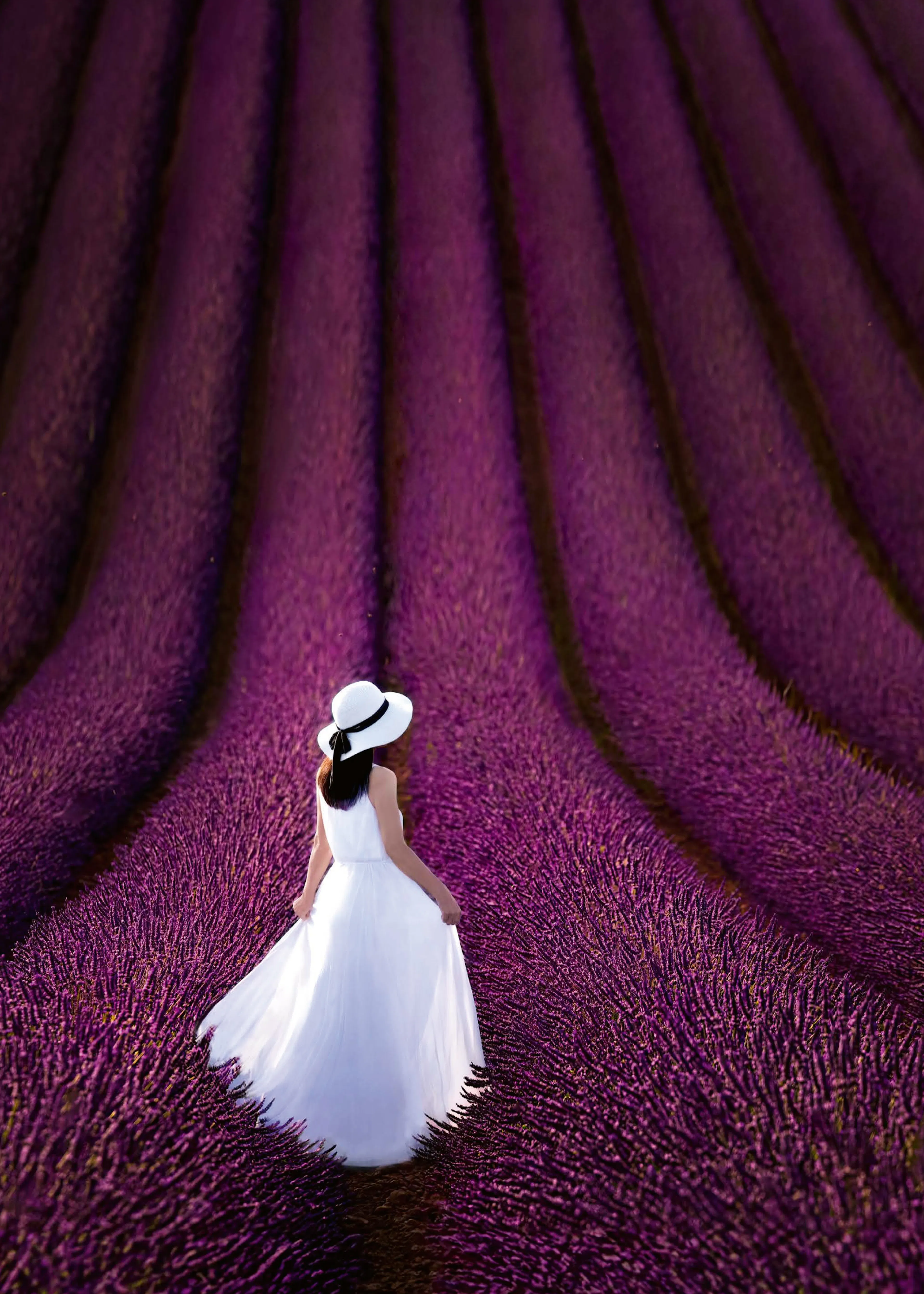 Lavender Dream Poster 0