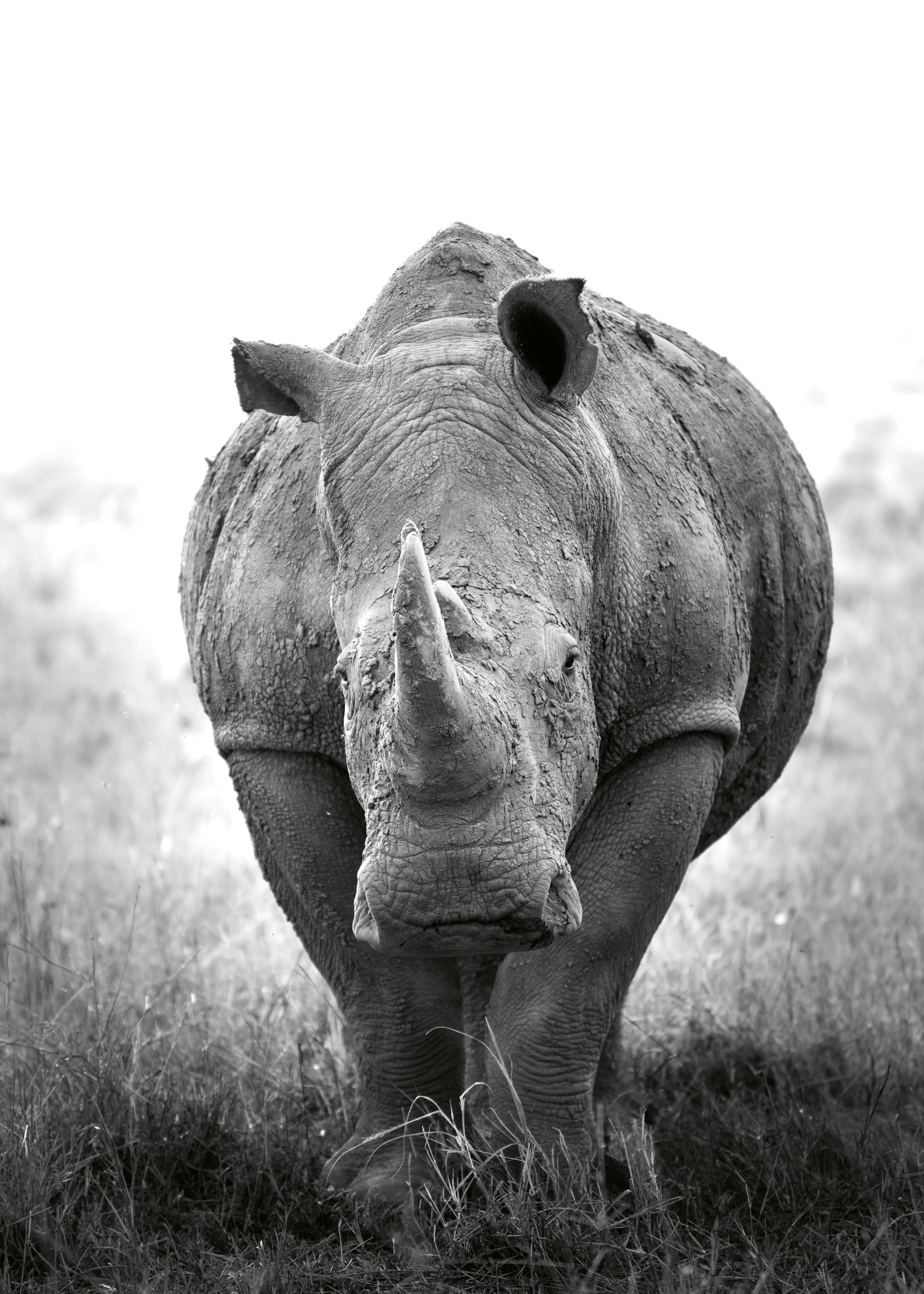 Wild Rhino Poster 0