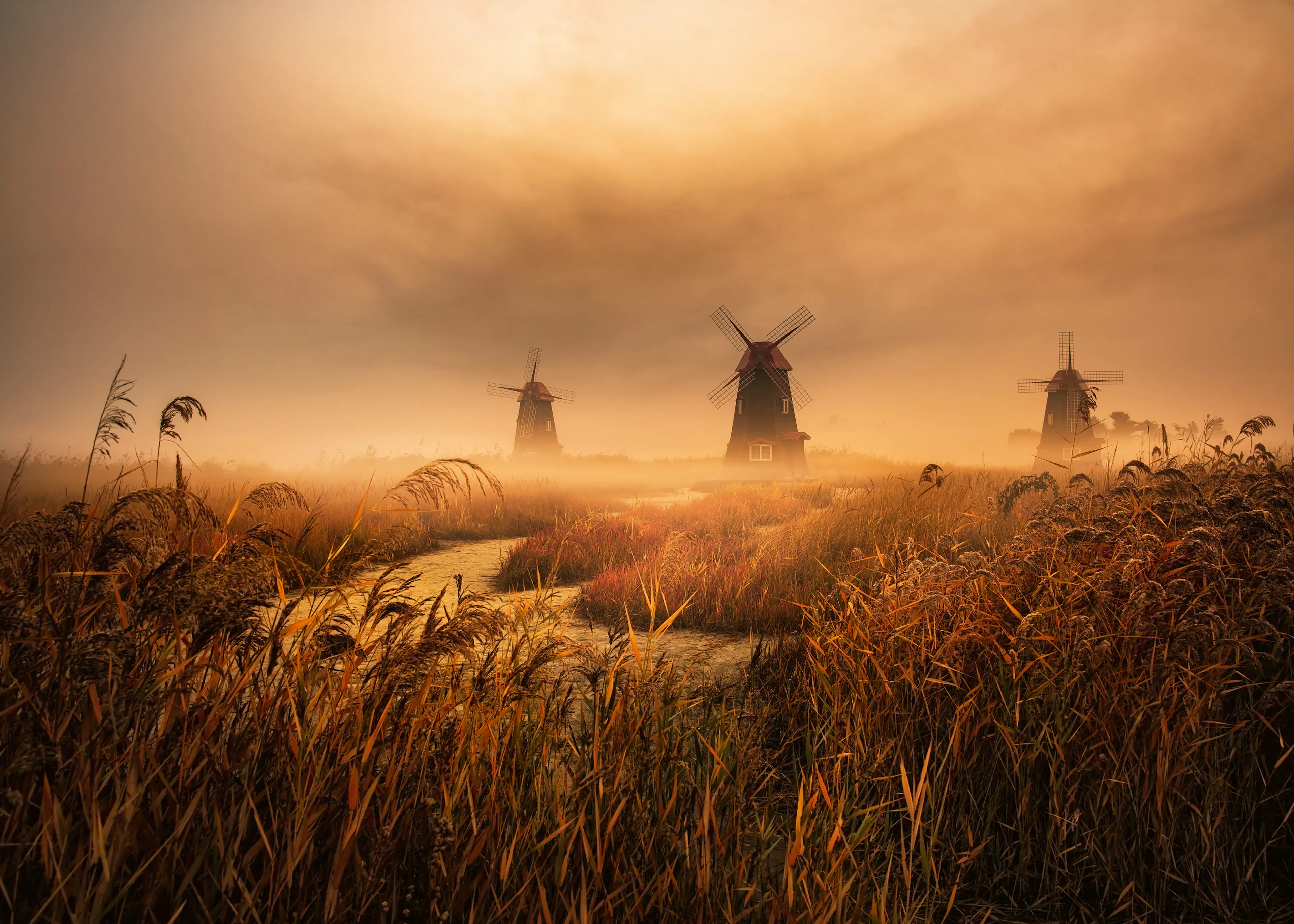 Golden Windmills Poster 0