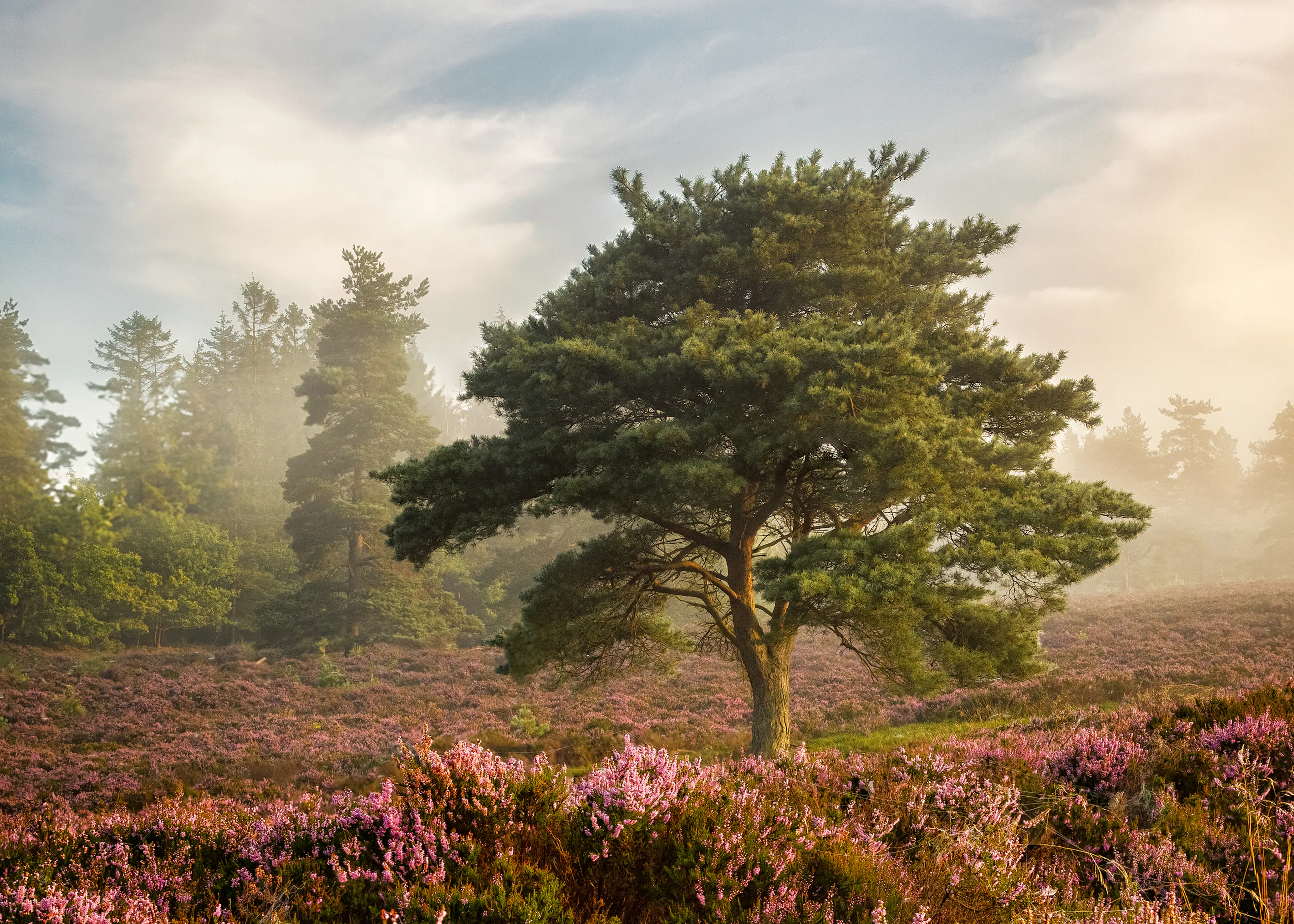 Green Misty Morning Poster 0