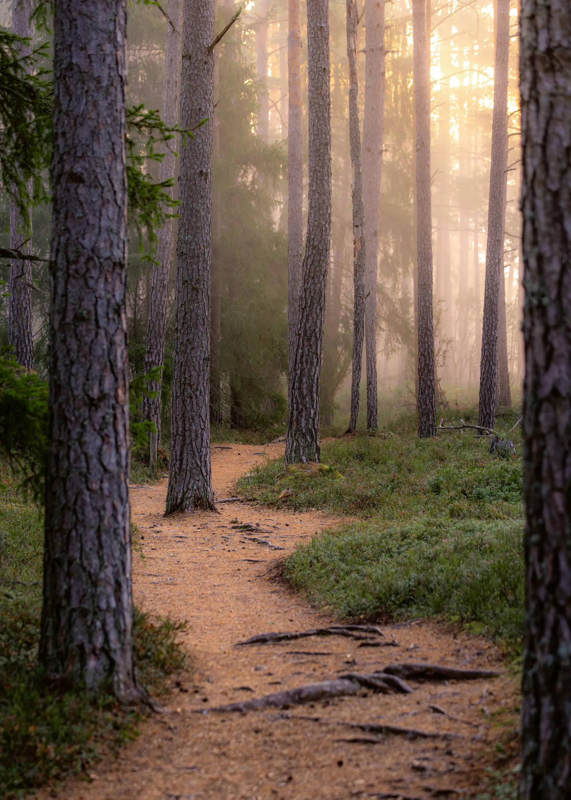 Sepia Mystic Forest Poster 0