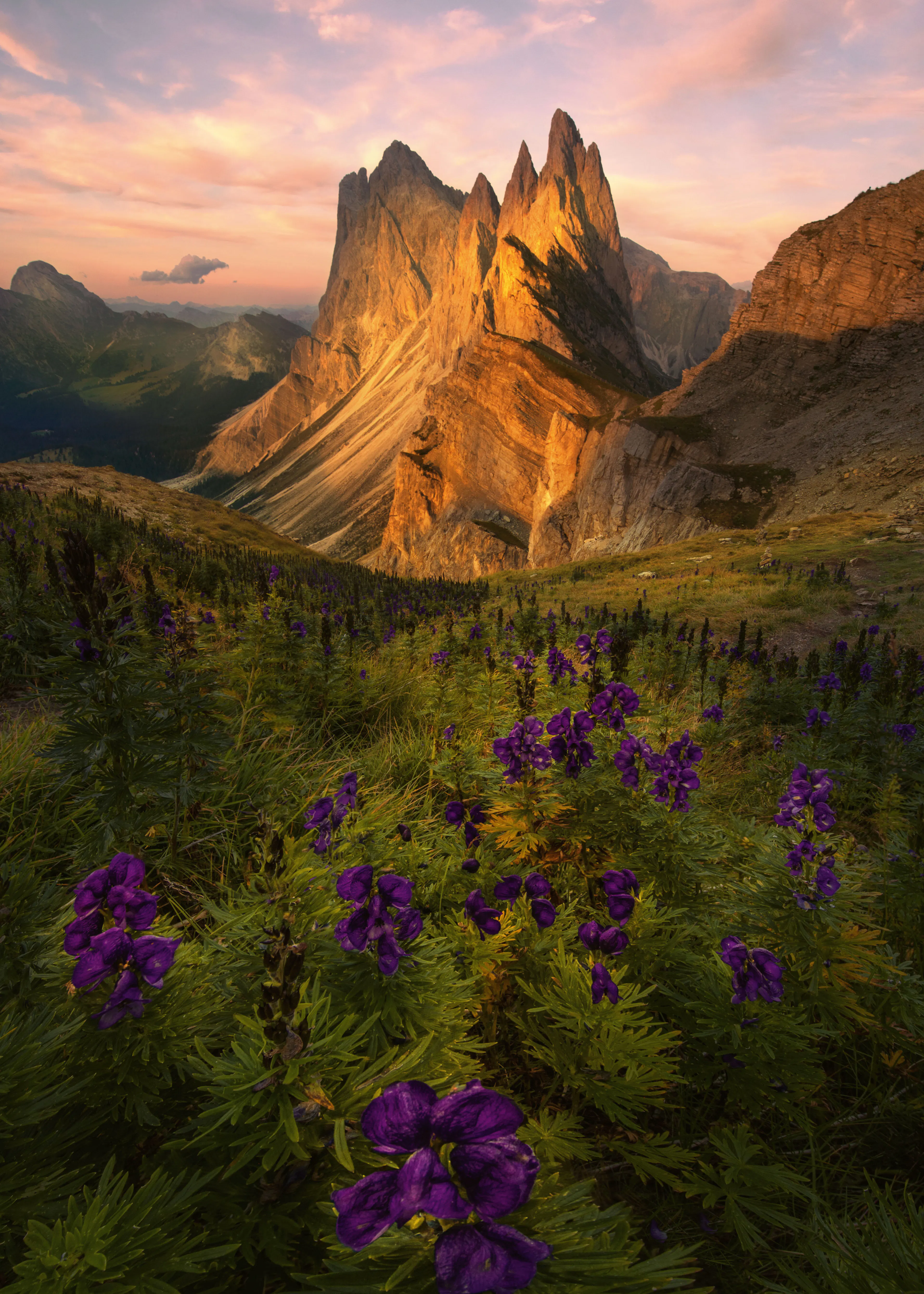 Fioritura di Montagna Poster 0