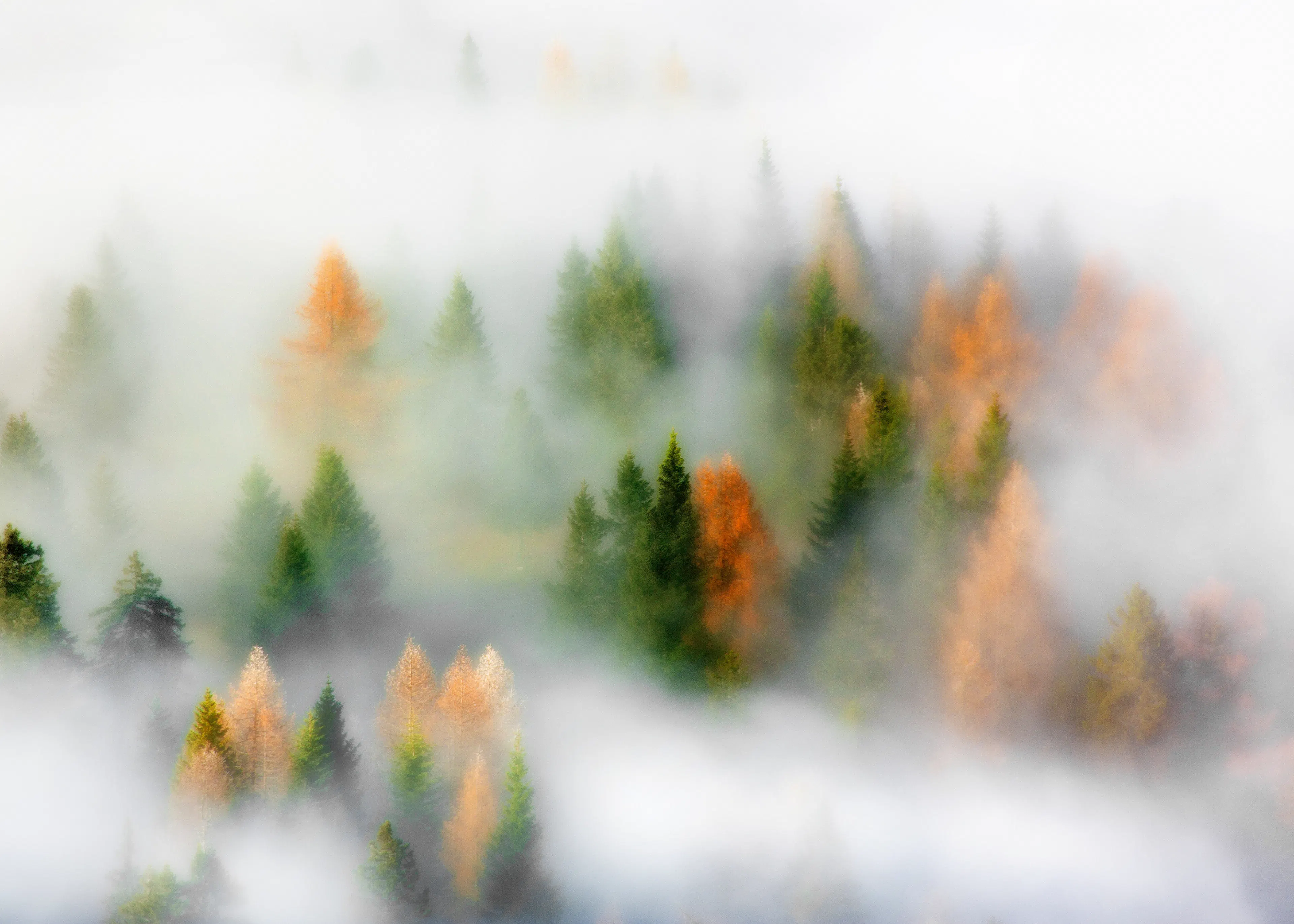 Jade Misty Forest Poster 0