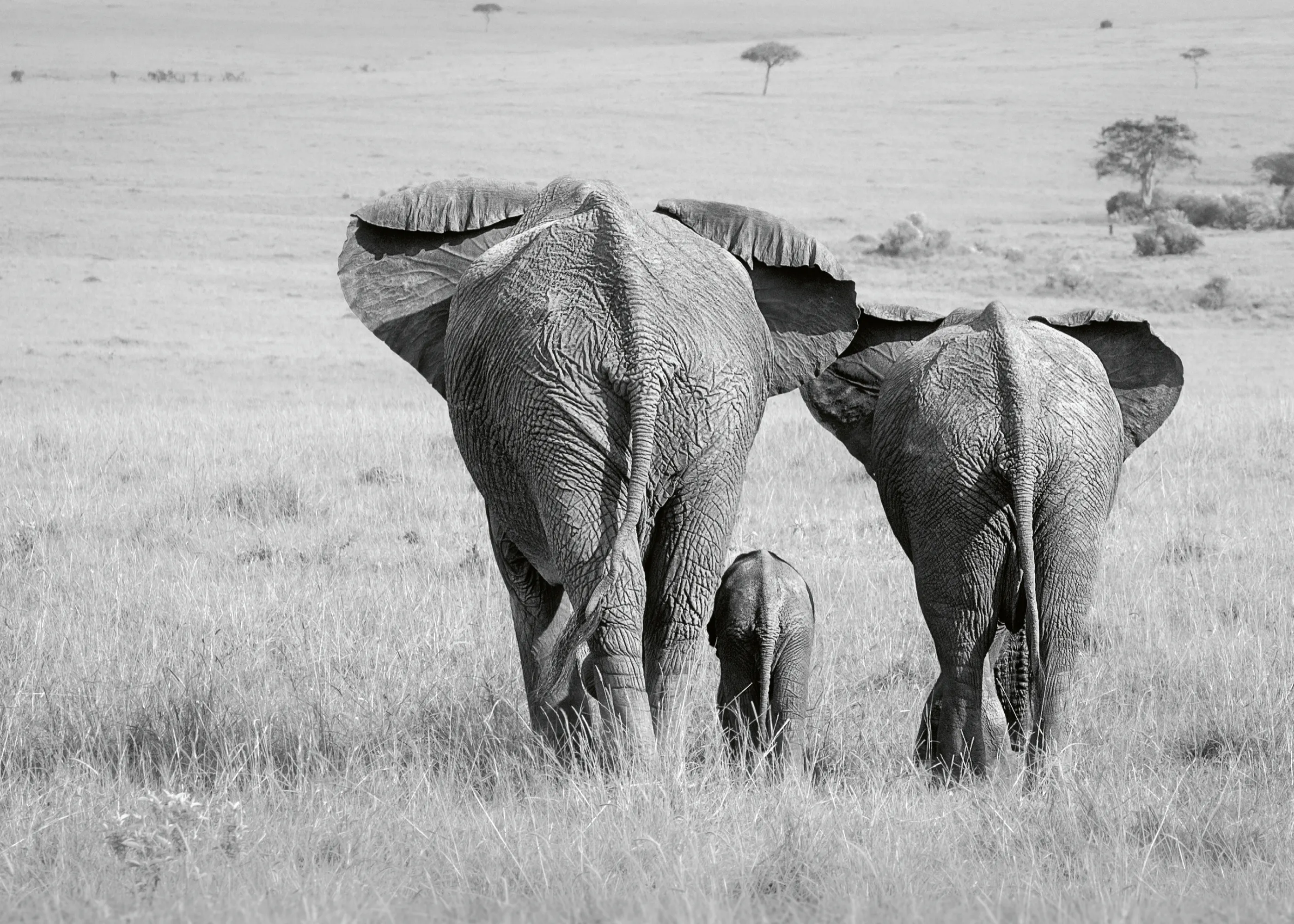 Elephant Family Poster 0