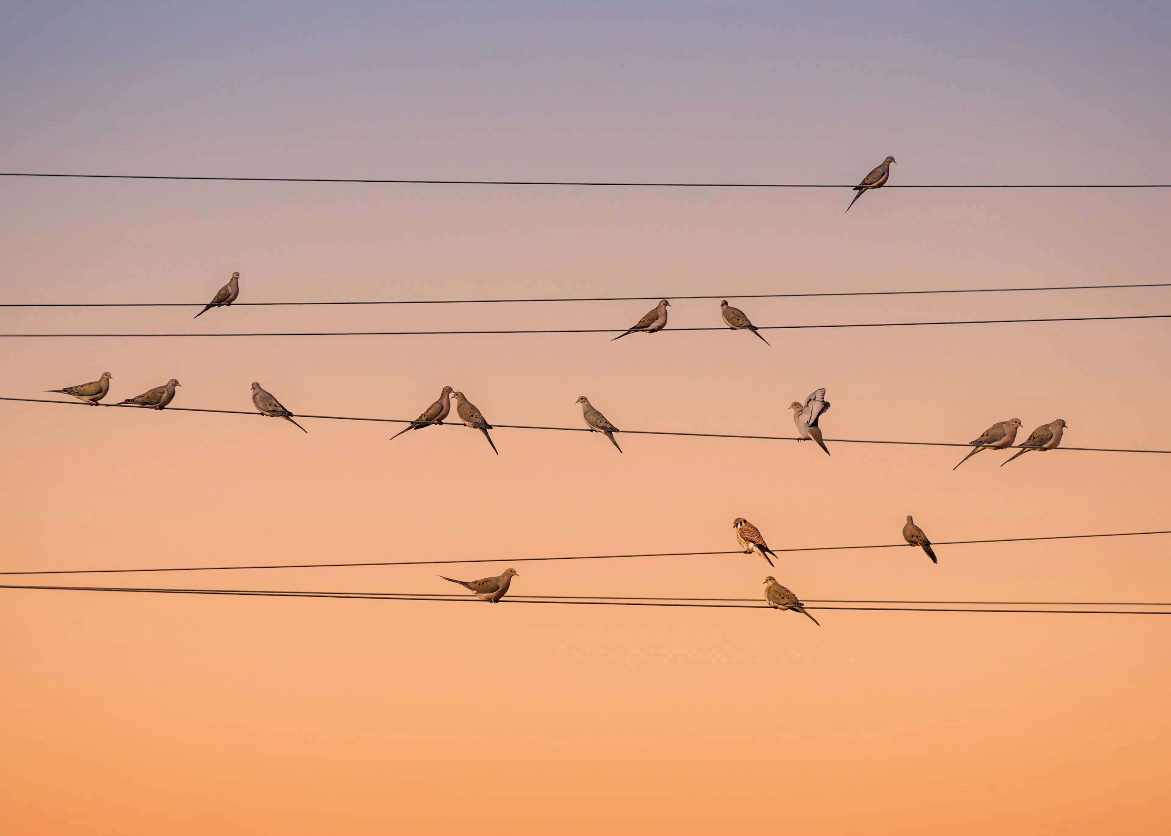 Evening Birds Poster 0