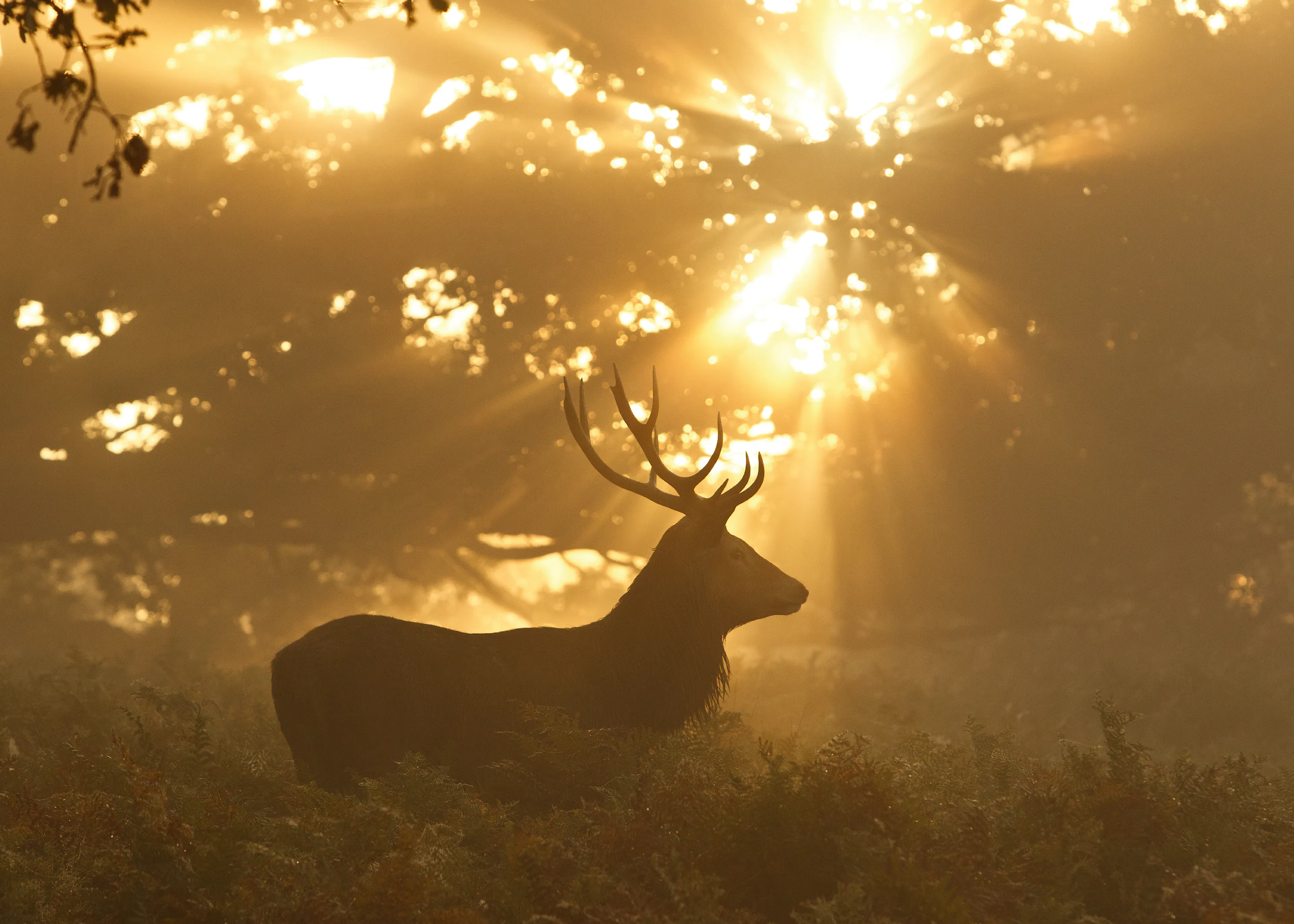 Gouden Bos Hert Poster 0