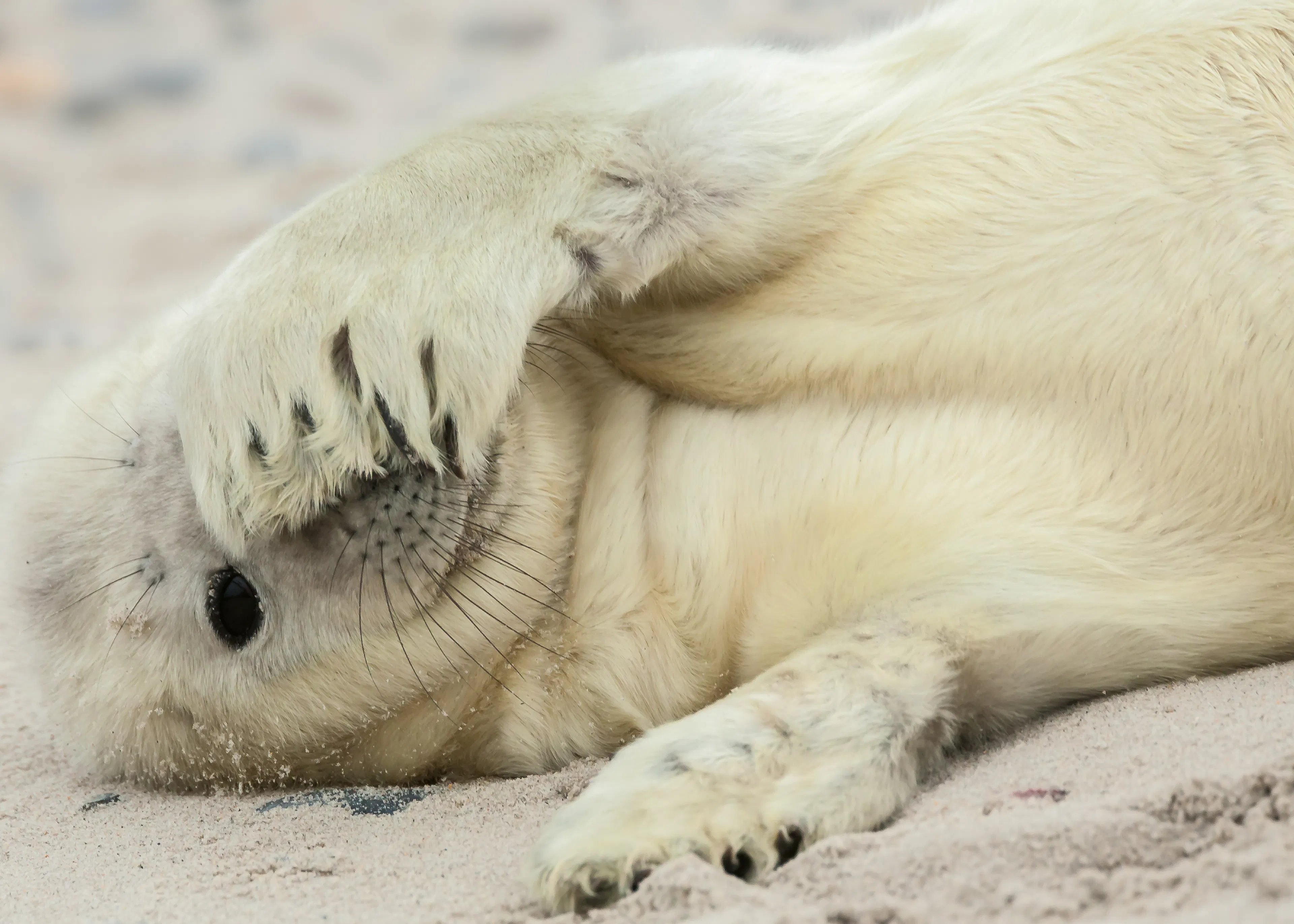 Speelse Zeehond Poster 0