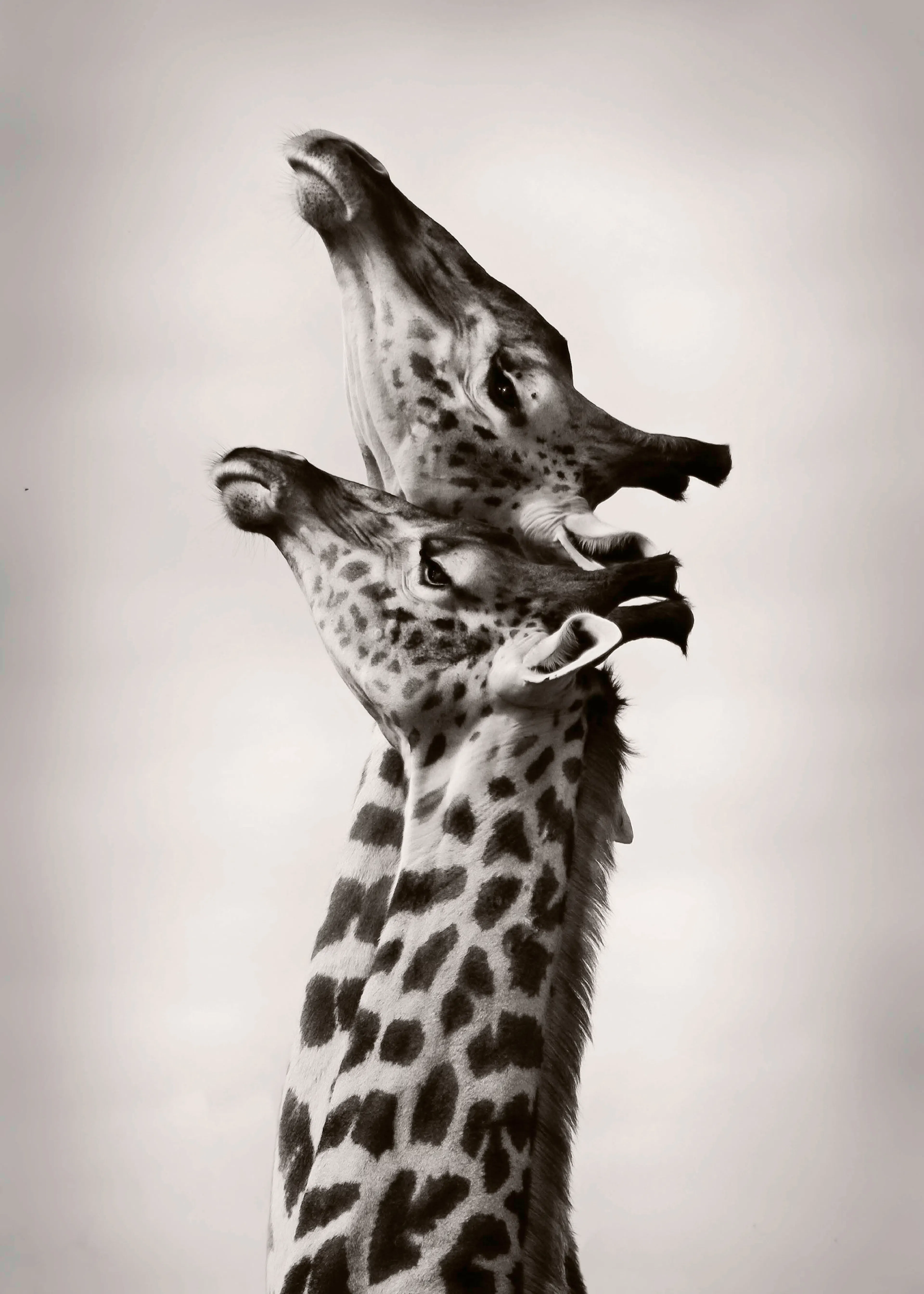 Braune Giraffe Eleganz Poster 0