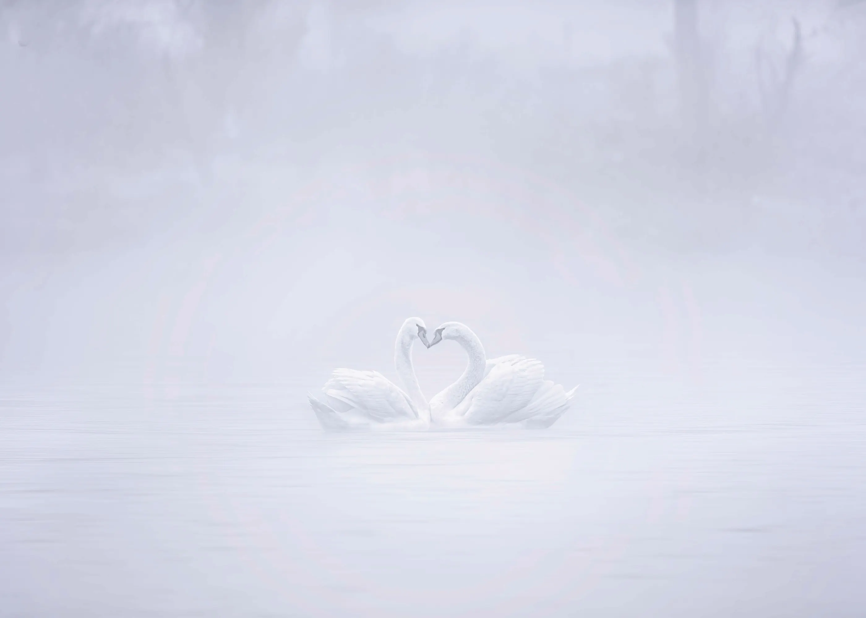 Weißer Nebliger Schwan Liebe Poster 0