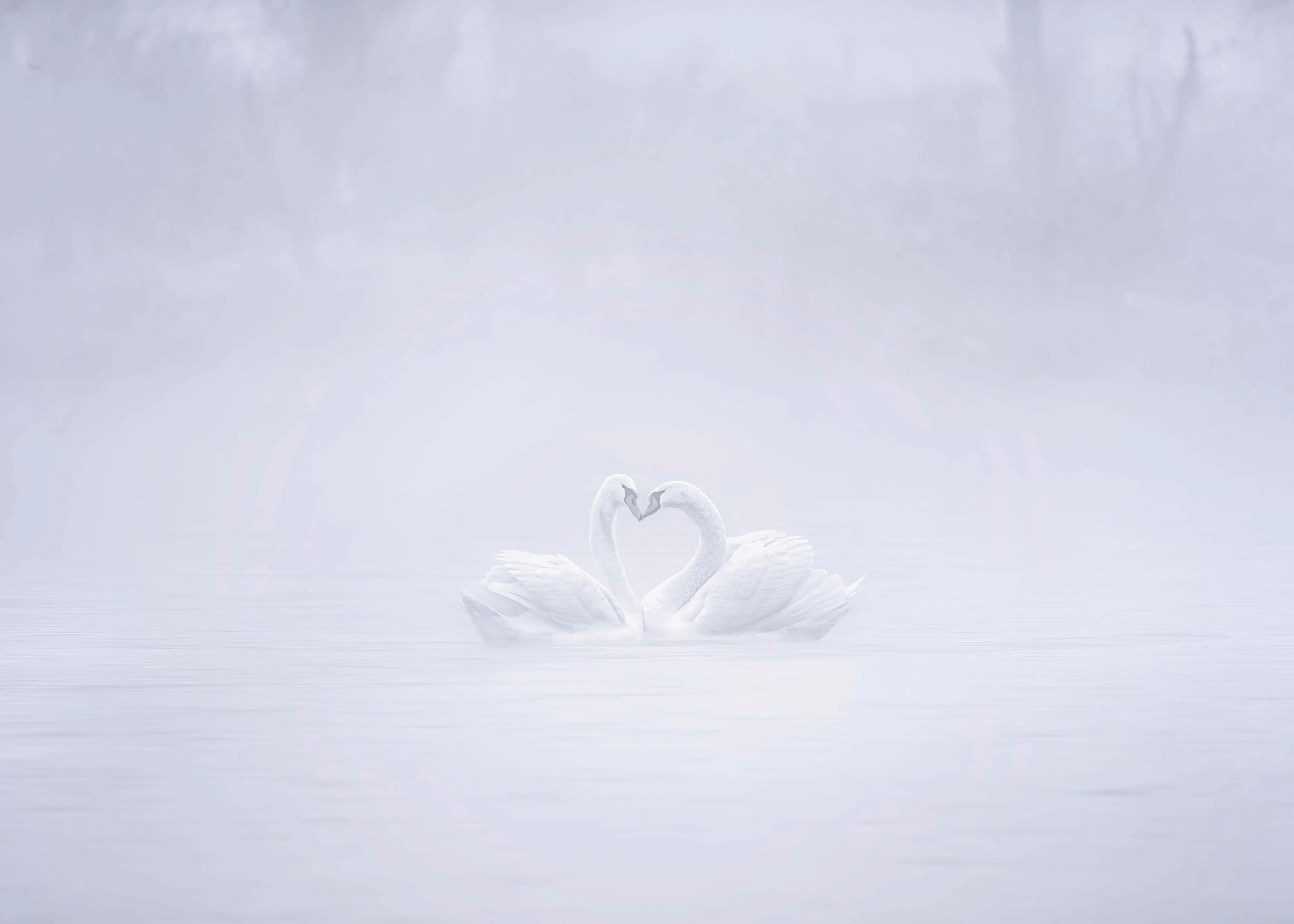 White Misty Swan Love Poster 0