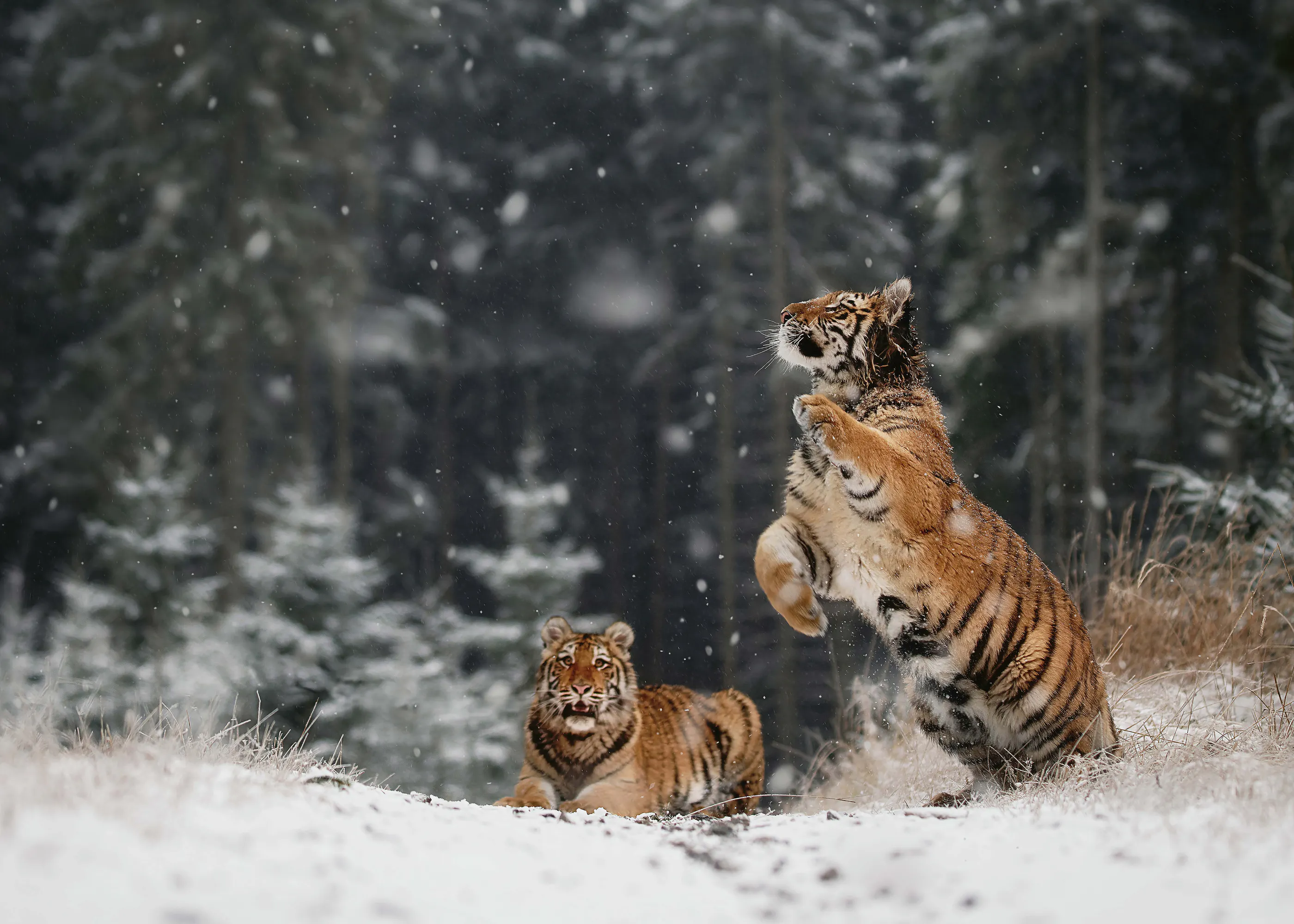 Vinter Tiger Plakat 0