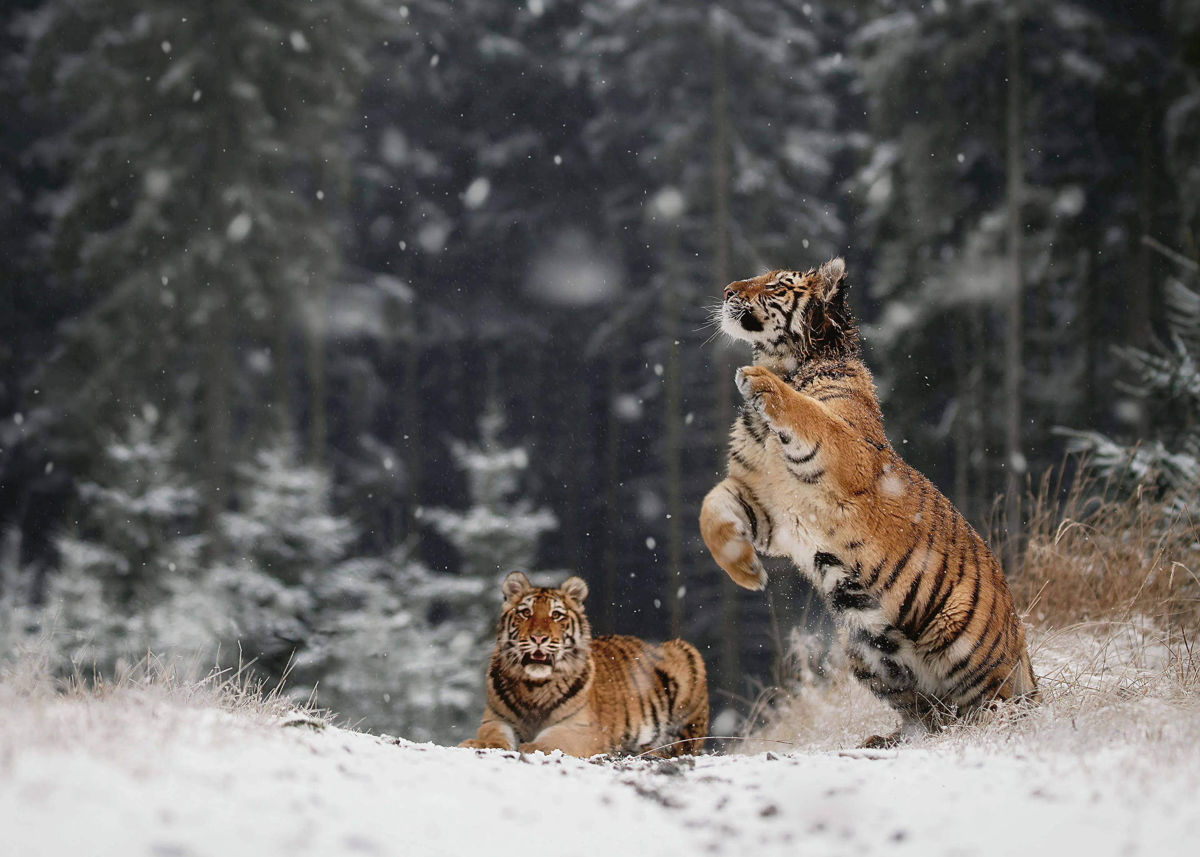 Winter Tiger Poster 0